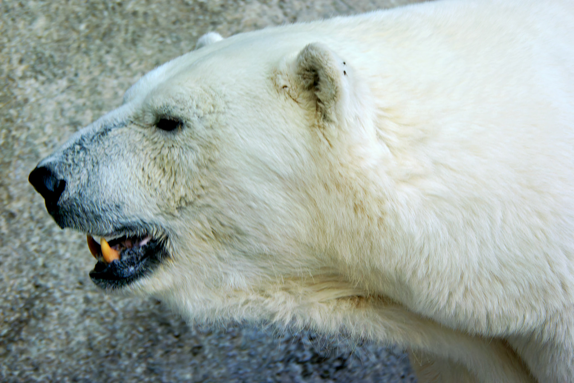 Wildlife_20140718_0426_PS.dng