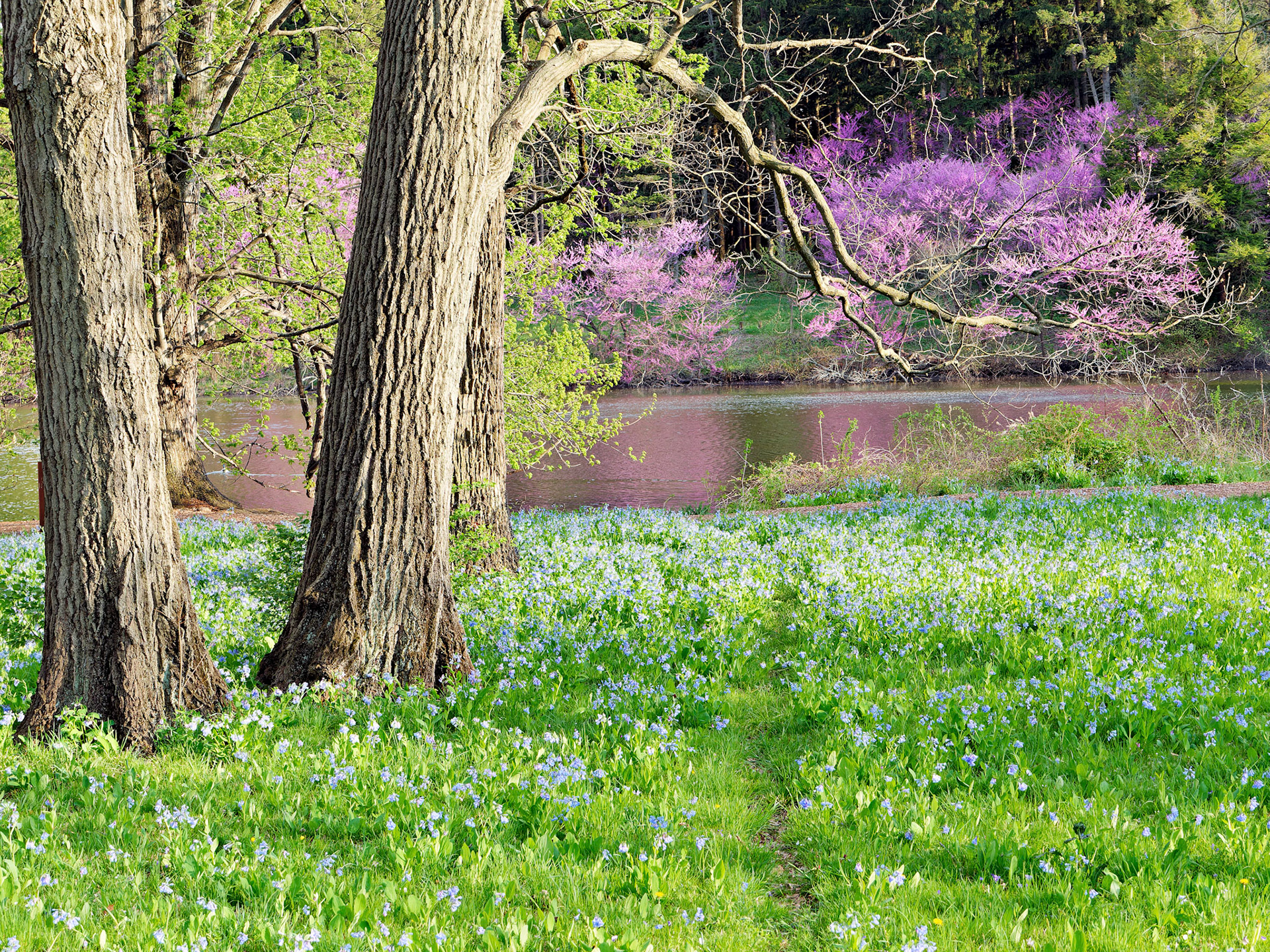 IL_Morton Arboretum_20160425_0762_PS.tif