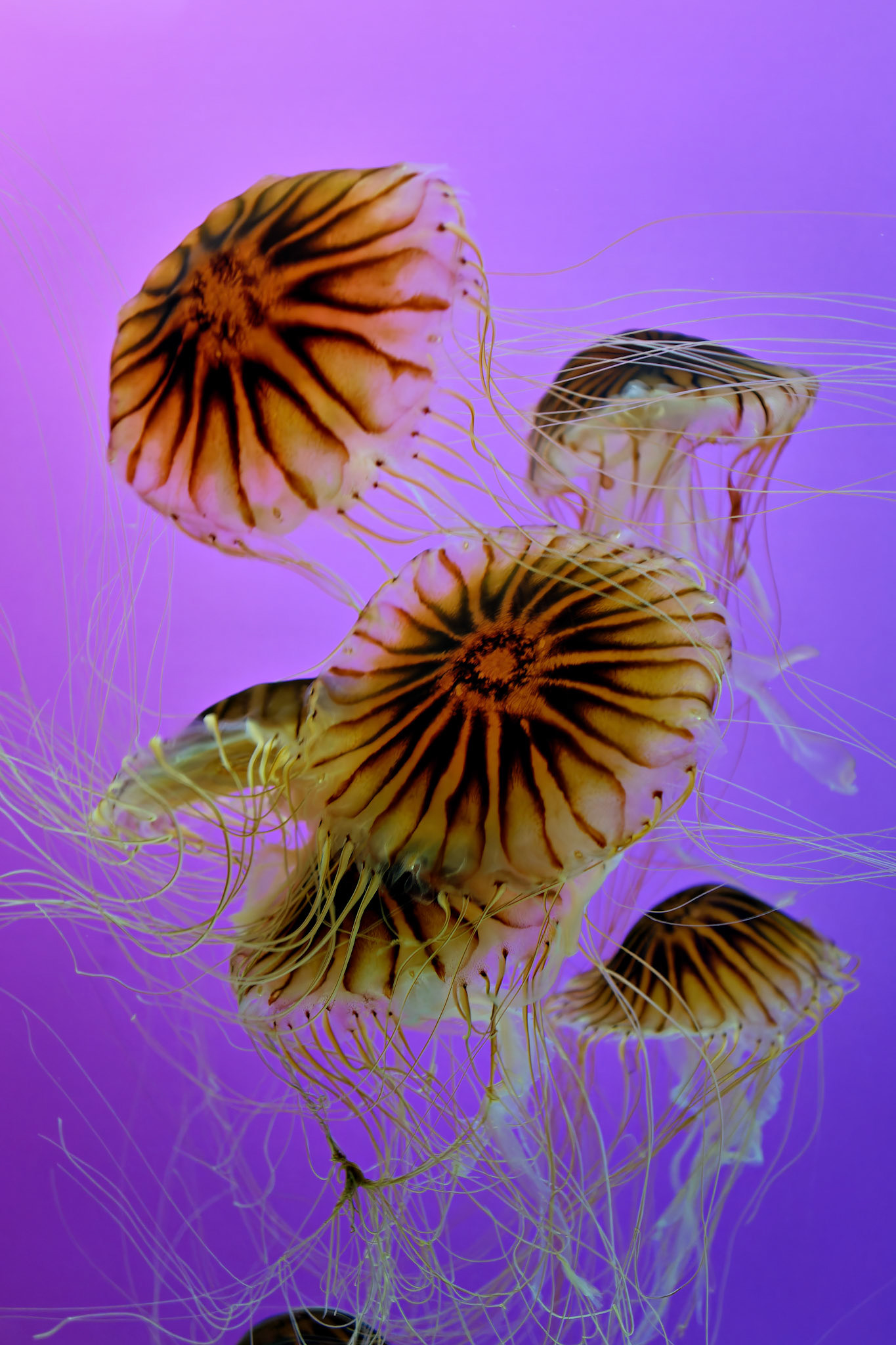 Wildlife_20120725_0314_PS.dng