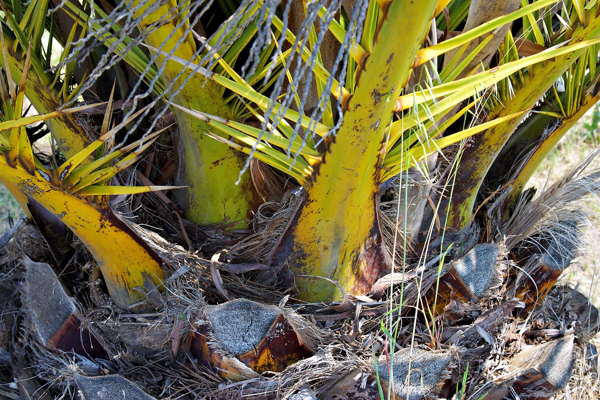 CA_LA_20030516_0090_PS.dng