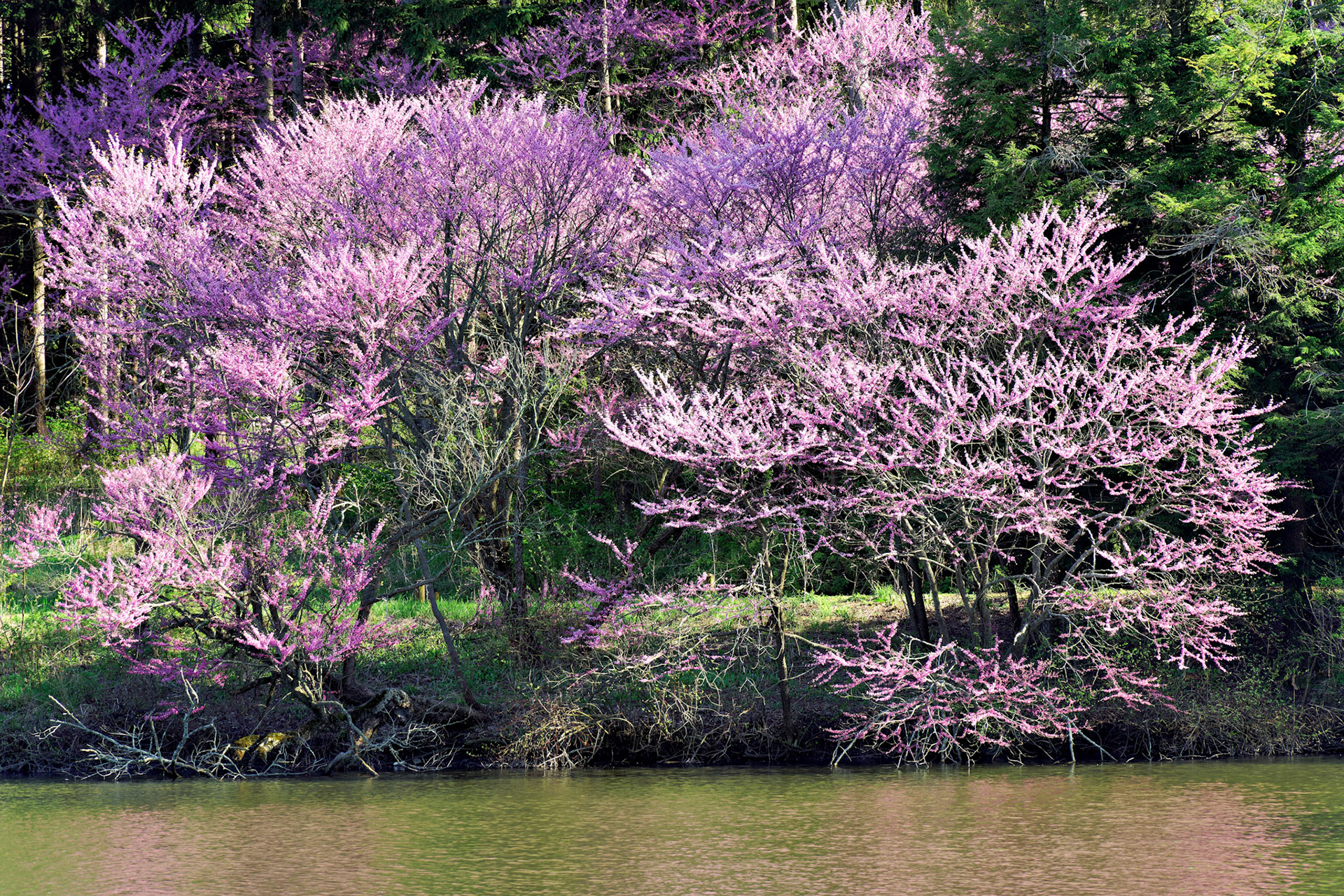 IL_Morton Arboretum_20170422_0776_PS.tif