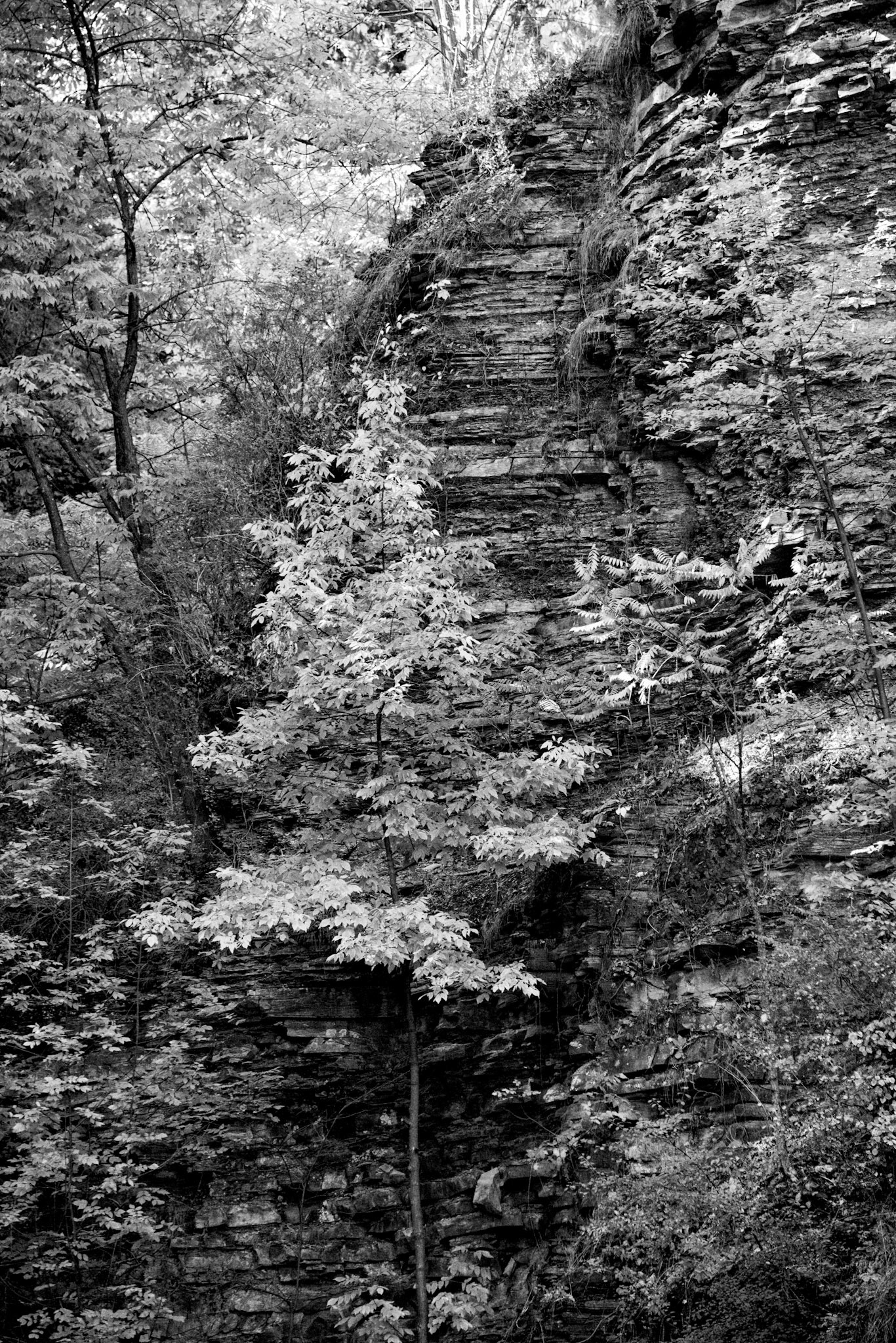 Black &amp; White Photos