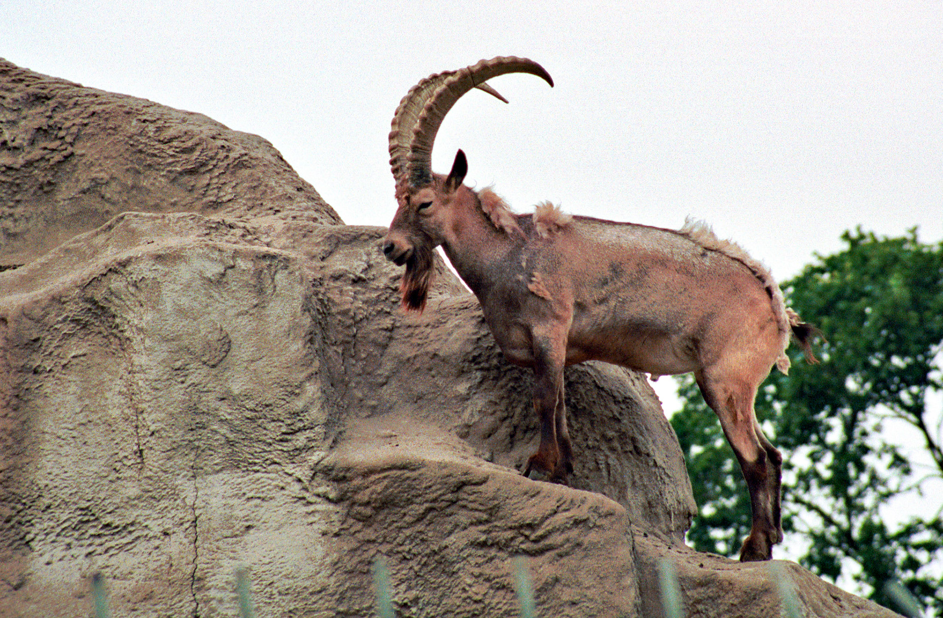 Wildlife_20221129_0768_PS.dng