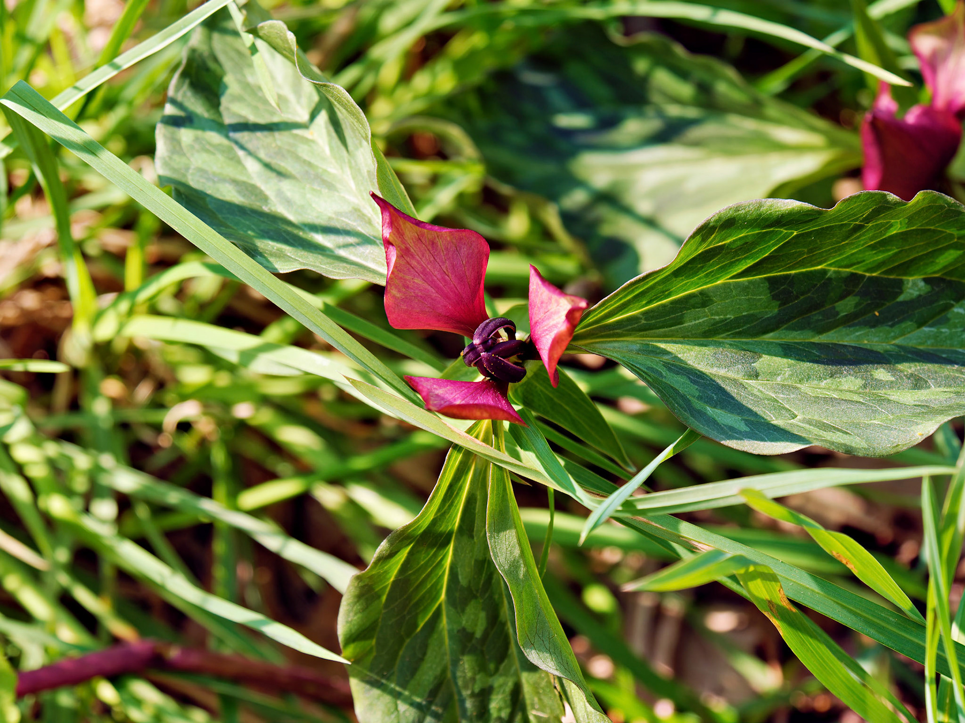 IL_Morton Arboretum_20180507_0798_PS.tif