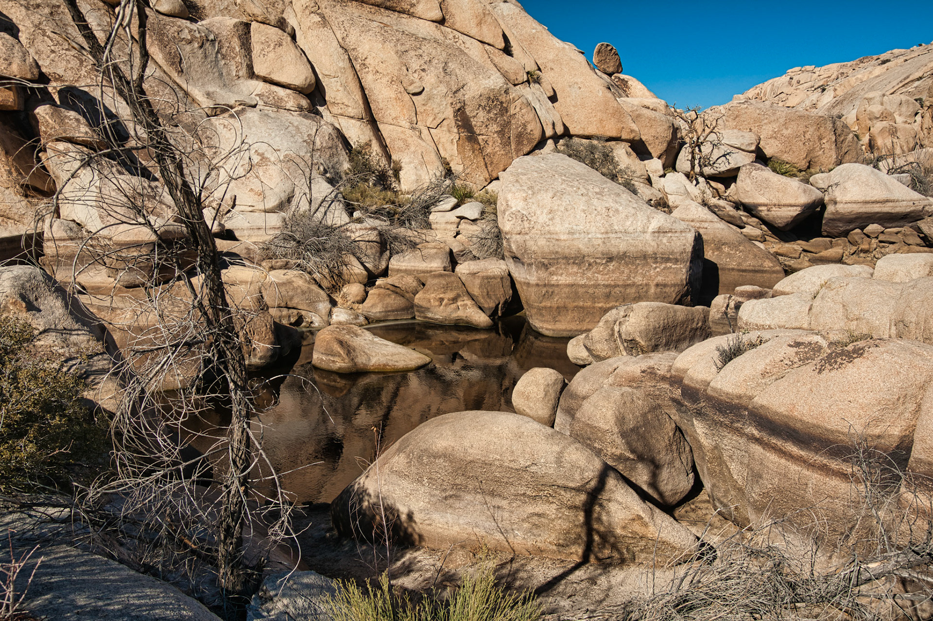 California Joshua Tree 00065