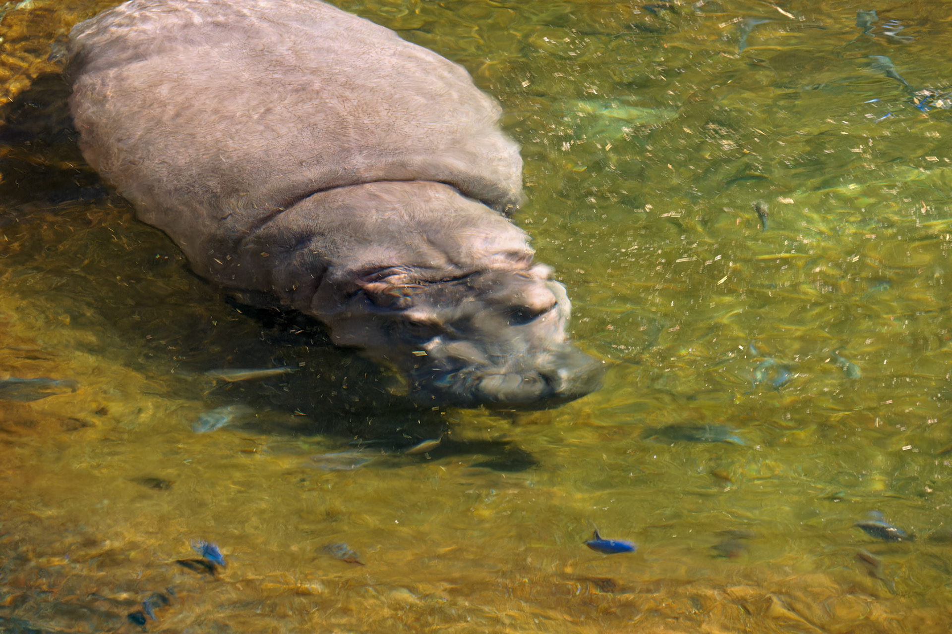 Wildlife_20140806_0565_PS.dng