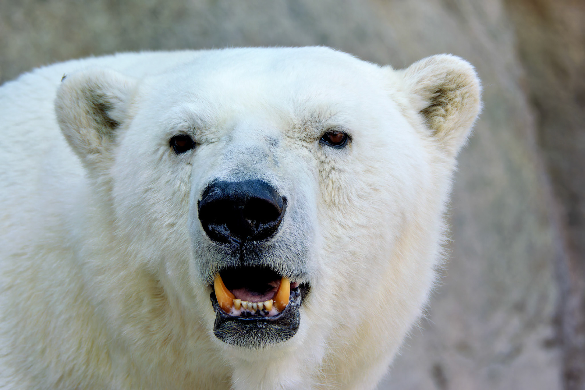 Wildlife_20140718_0436_PS.dng