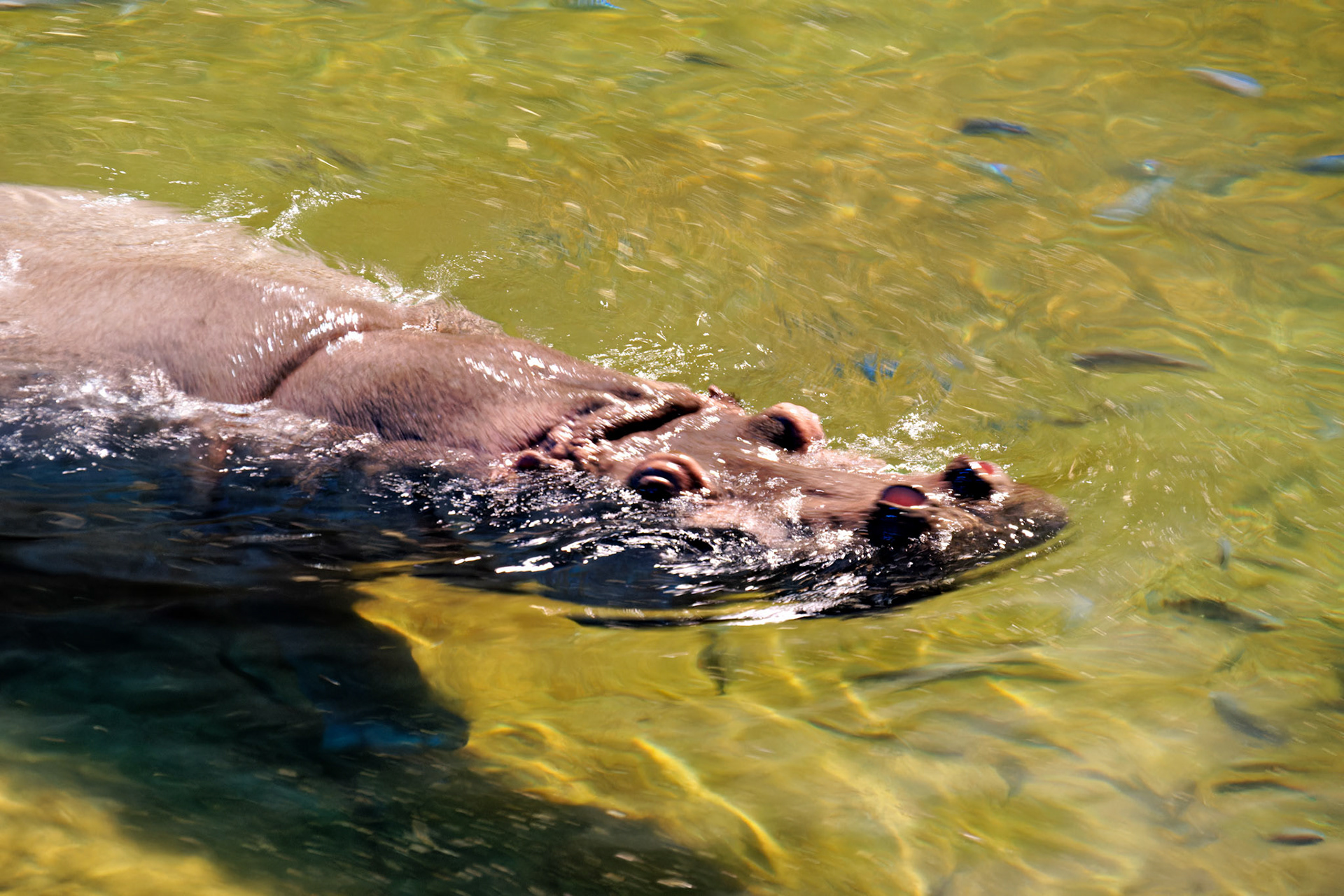 Wildlife_20140806_0575_PS.dng