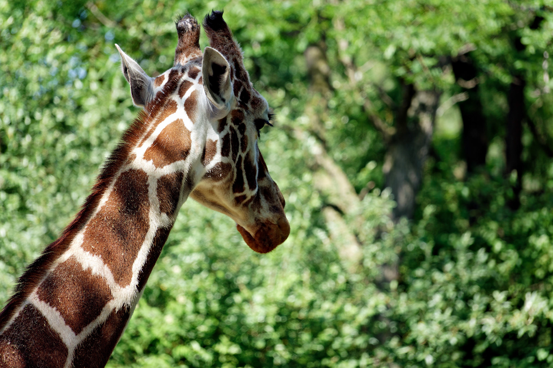 IN_Indianapolis Zoo_20170608_0239_PS.tif