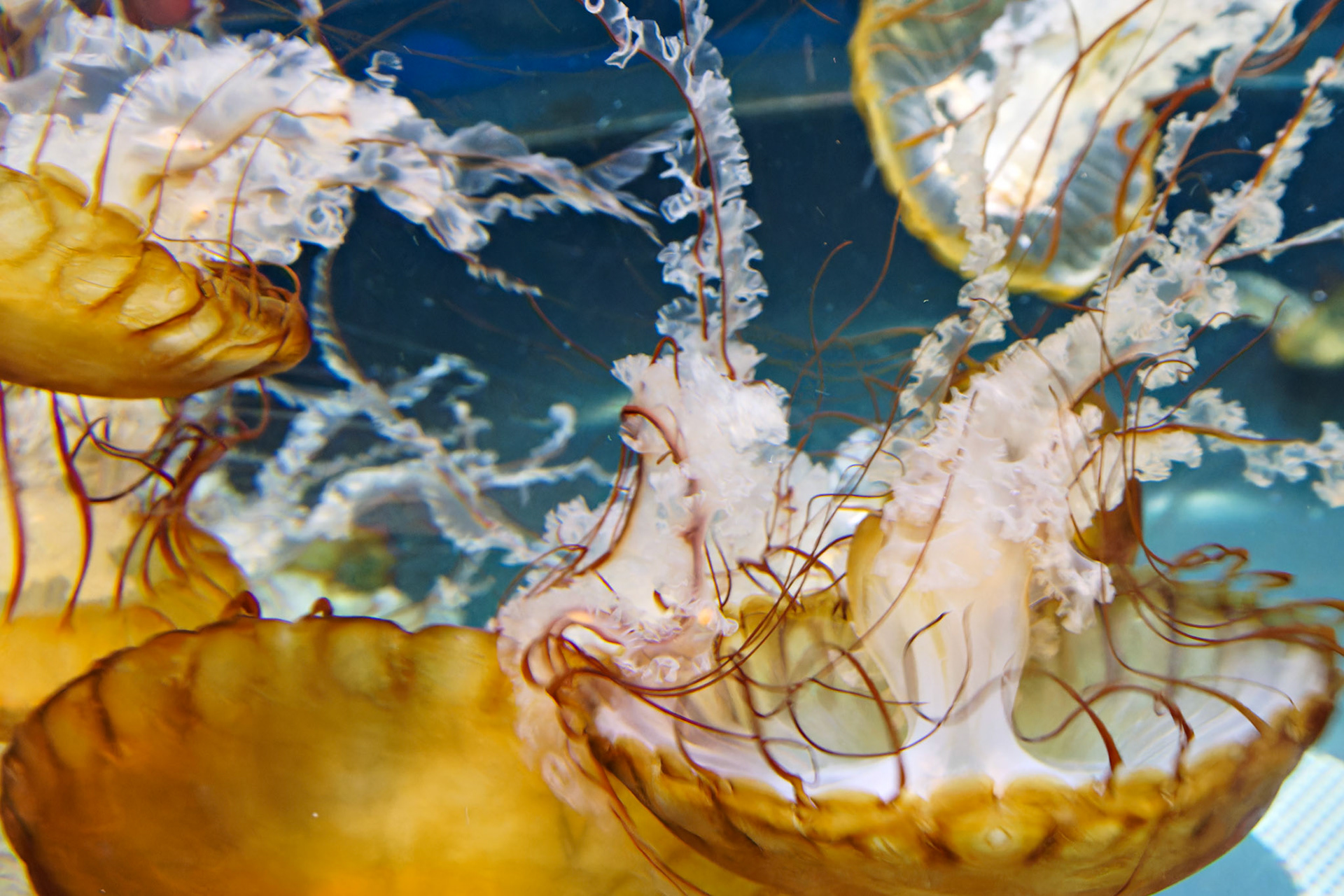 Wildlife_20140806_0598_PS.dng