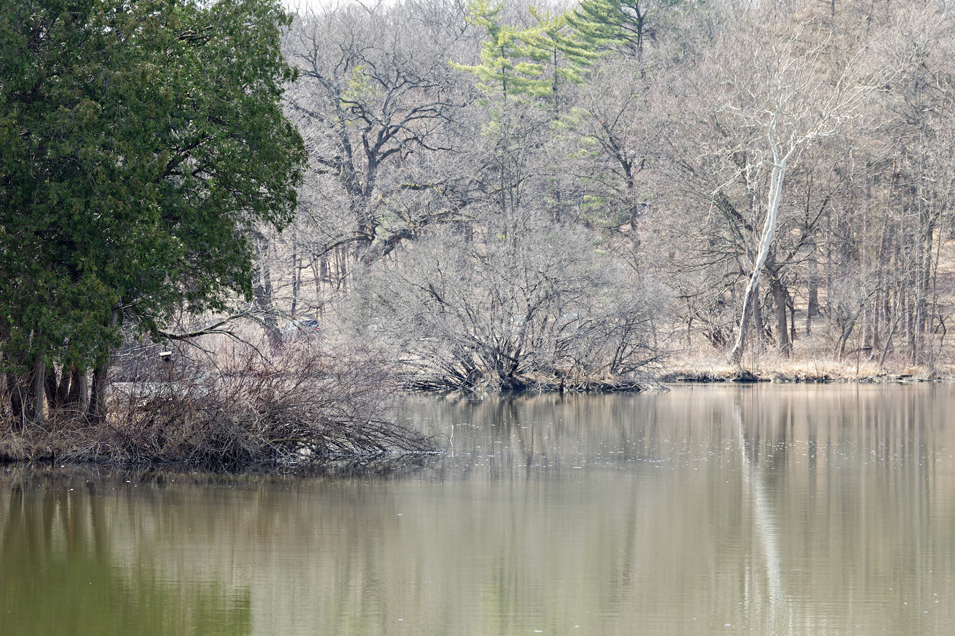 IL_Morton Arboretum_20190406_0879_PS.tif