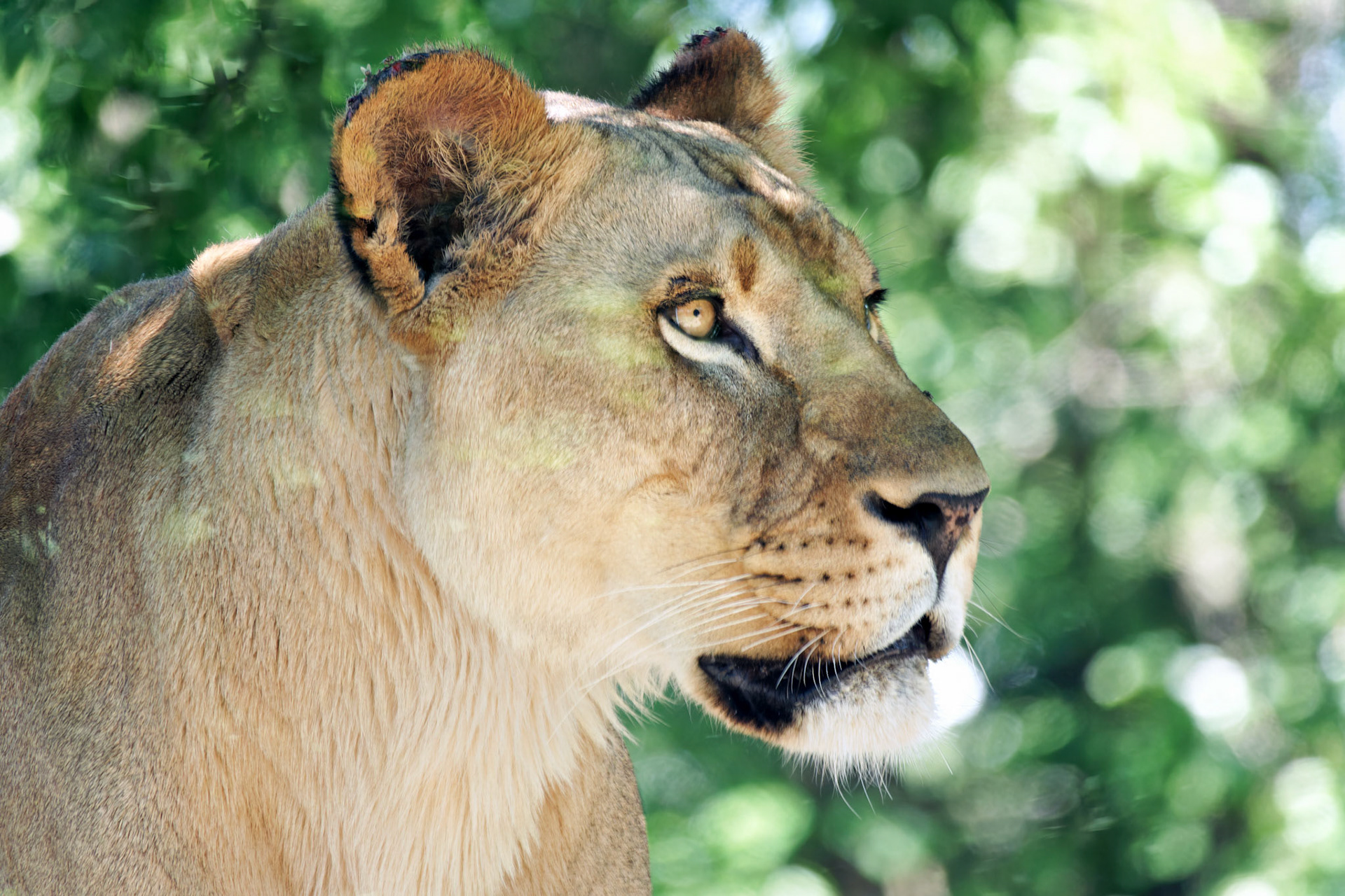 IN_Indianapolis Zoo_20170608_0252_PS.tif