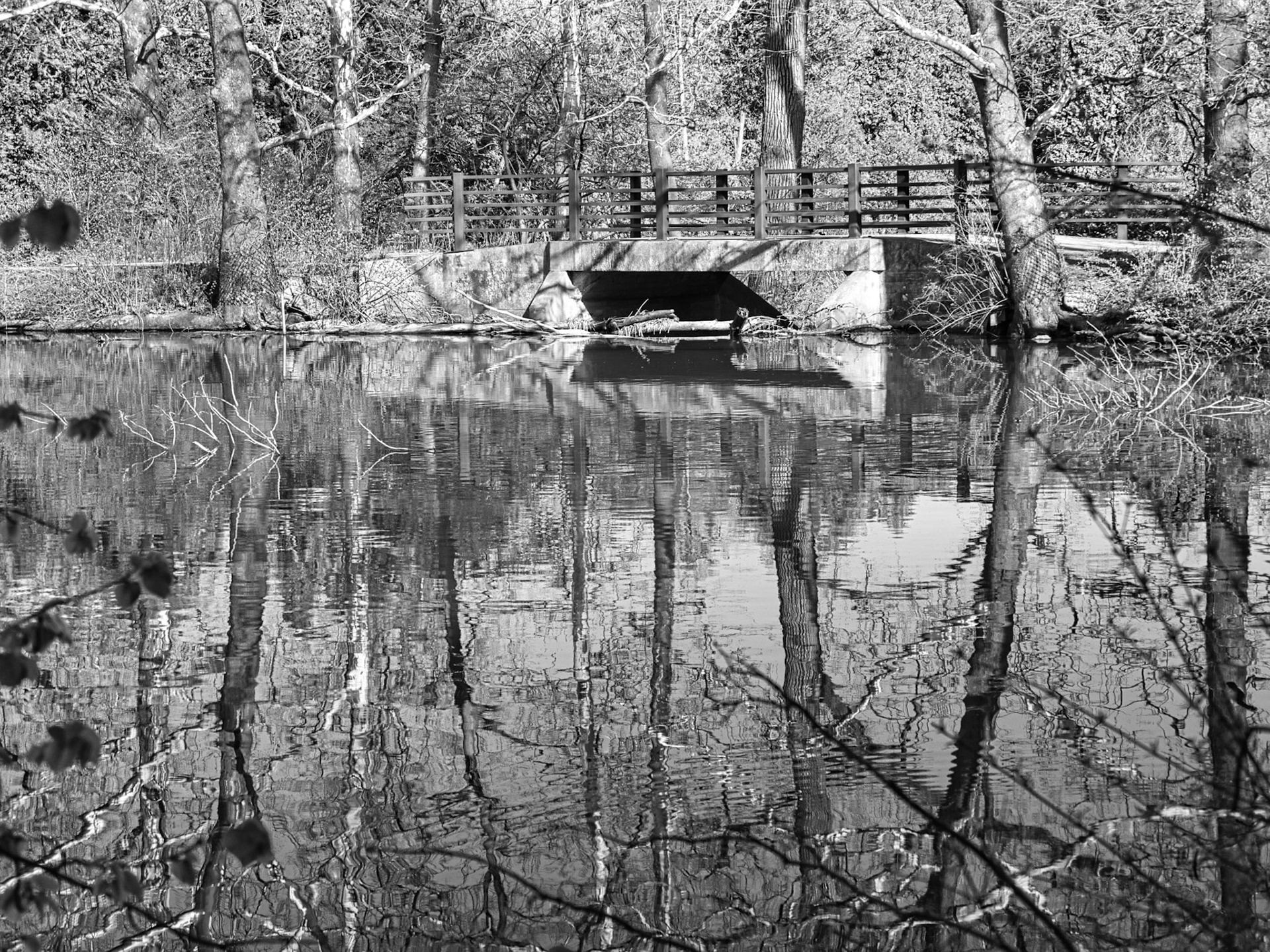 Black &amp; White 00265