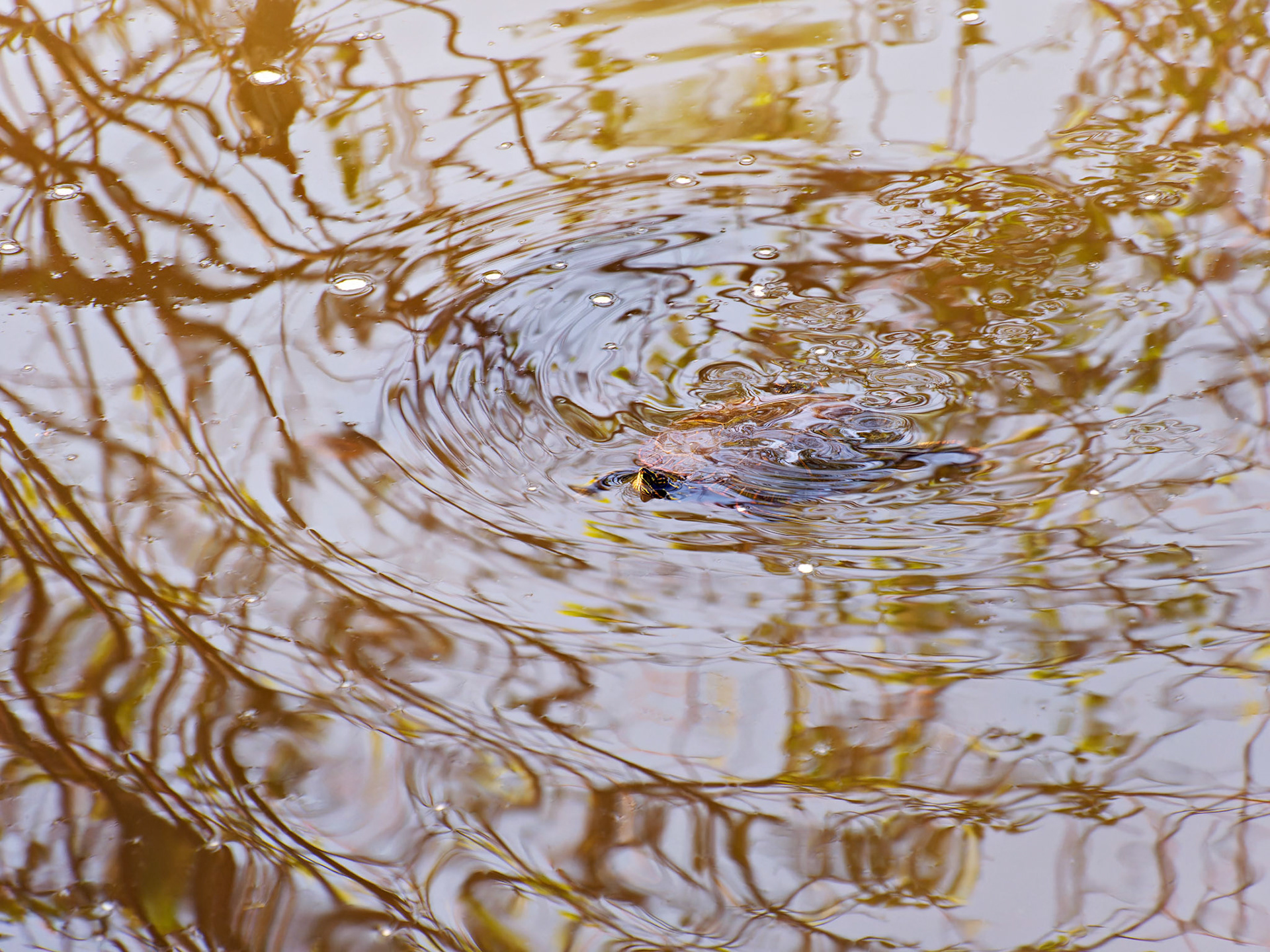 IL_Morton Arboretum_20180507_0844_PS.tif