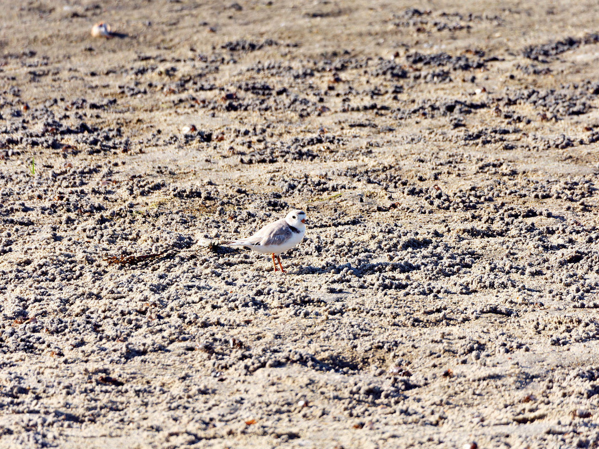 MA_CapeCod_20180724_0406_PS.dng