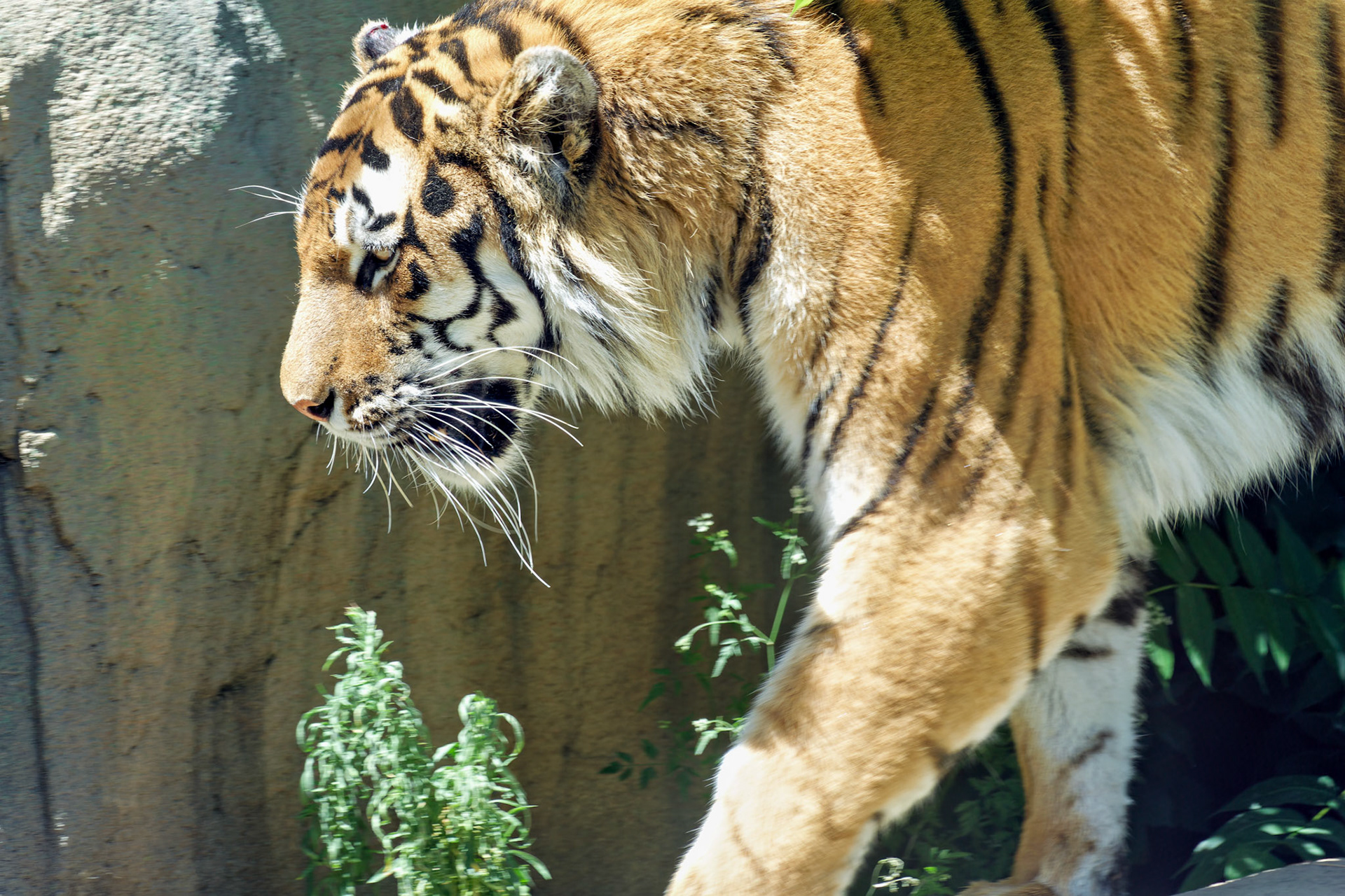 IN_Indianapolis Zoo_20170608_0222_PS.dng