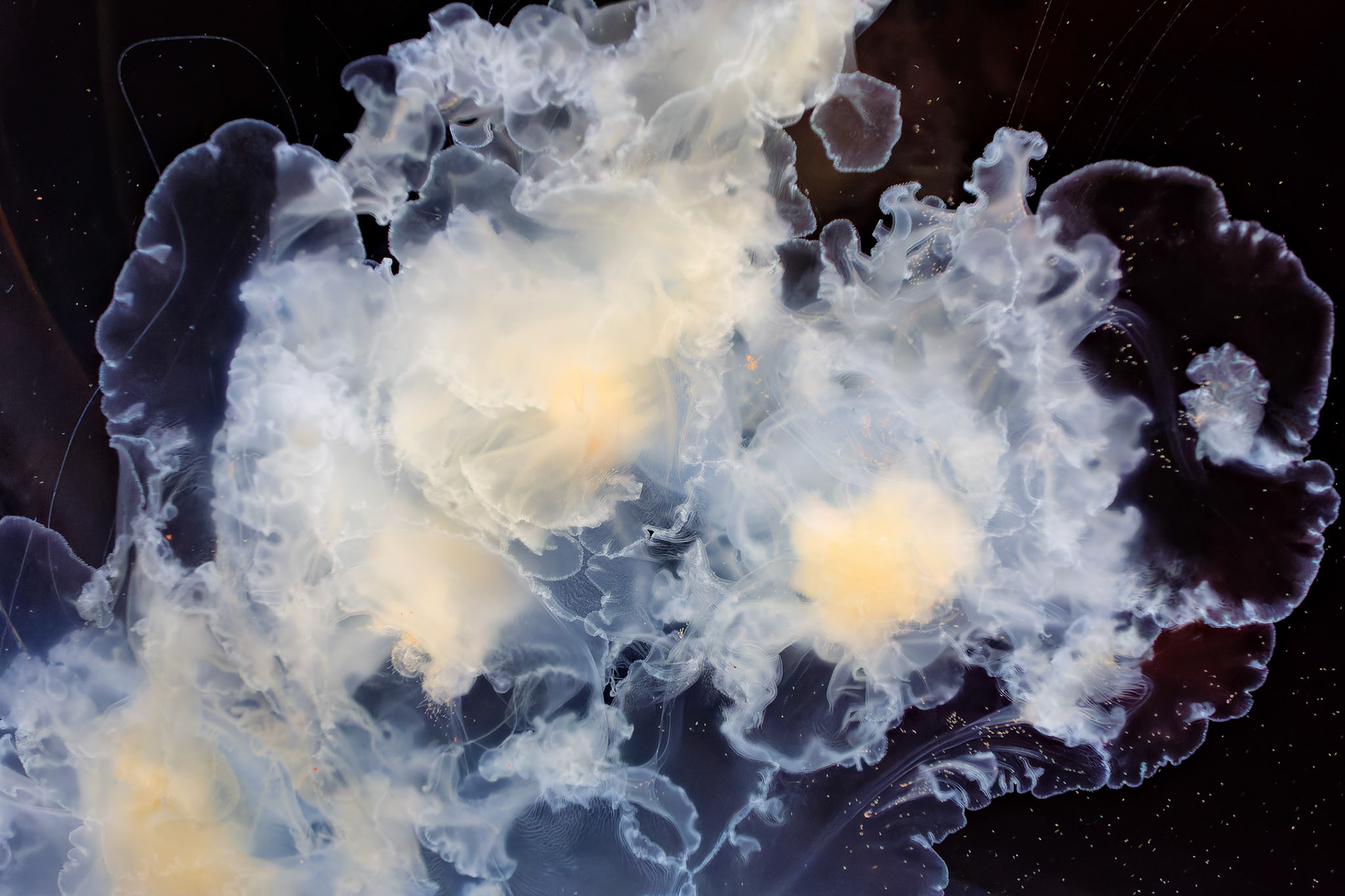 Wildlife_20120725_0343_PS.dng