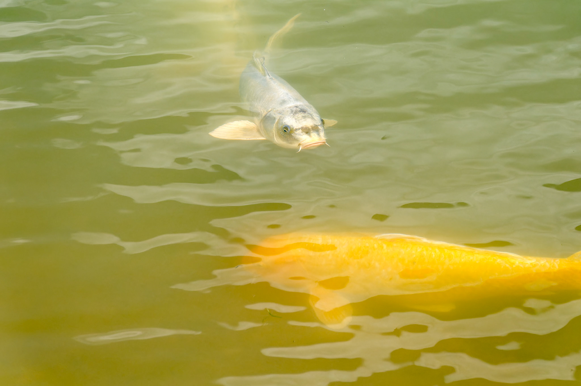 Wildlife_20080814_0214_PS.dng