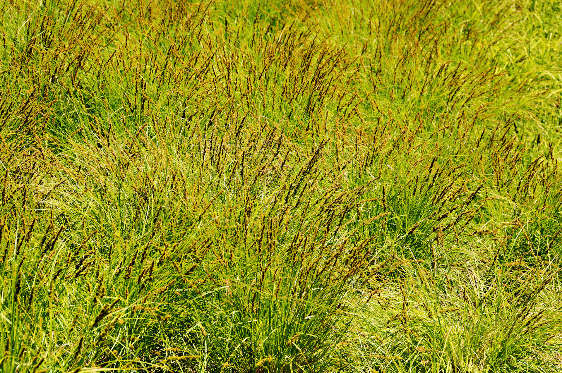 IL_Morton Arboretum_20080628_0283_PS.tif