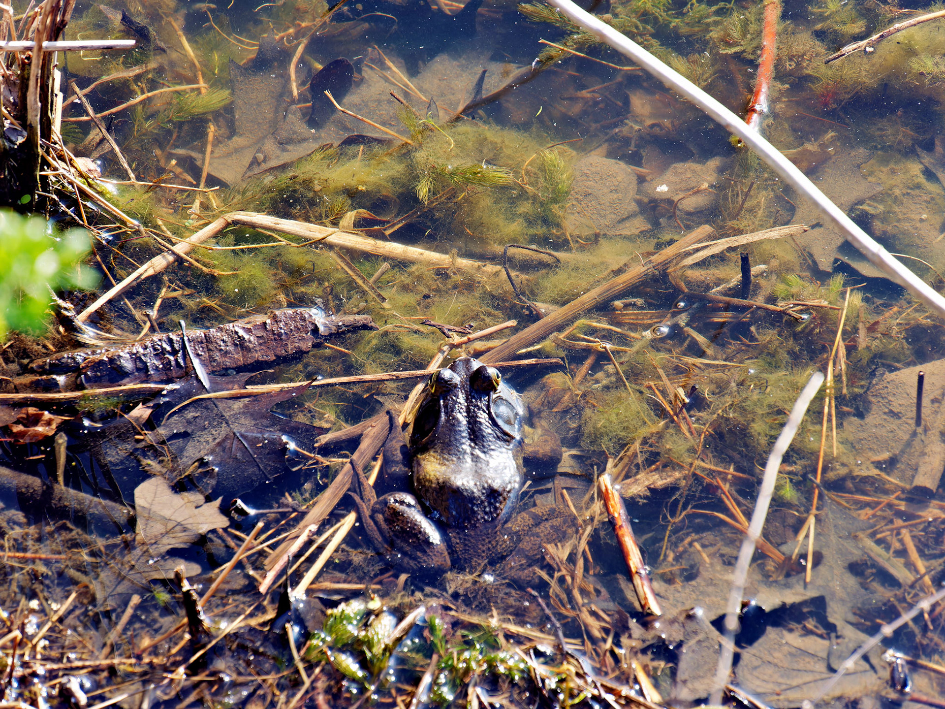 IL_Morton Arboretum_20180507_0821_PS.tif