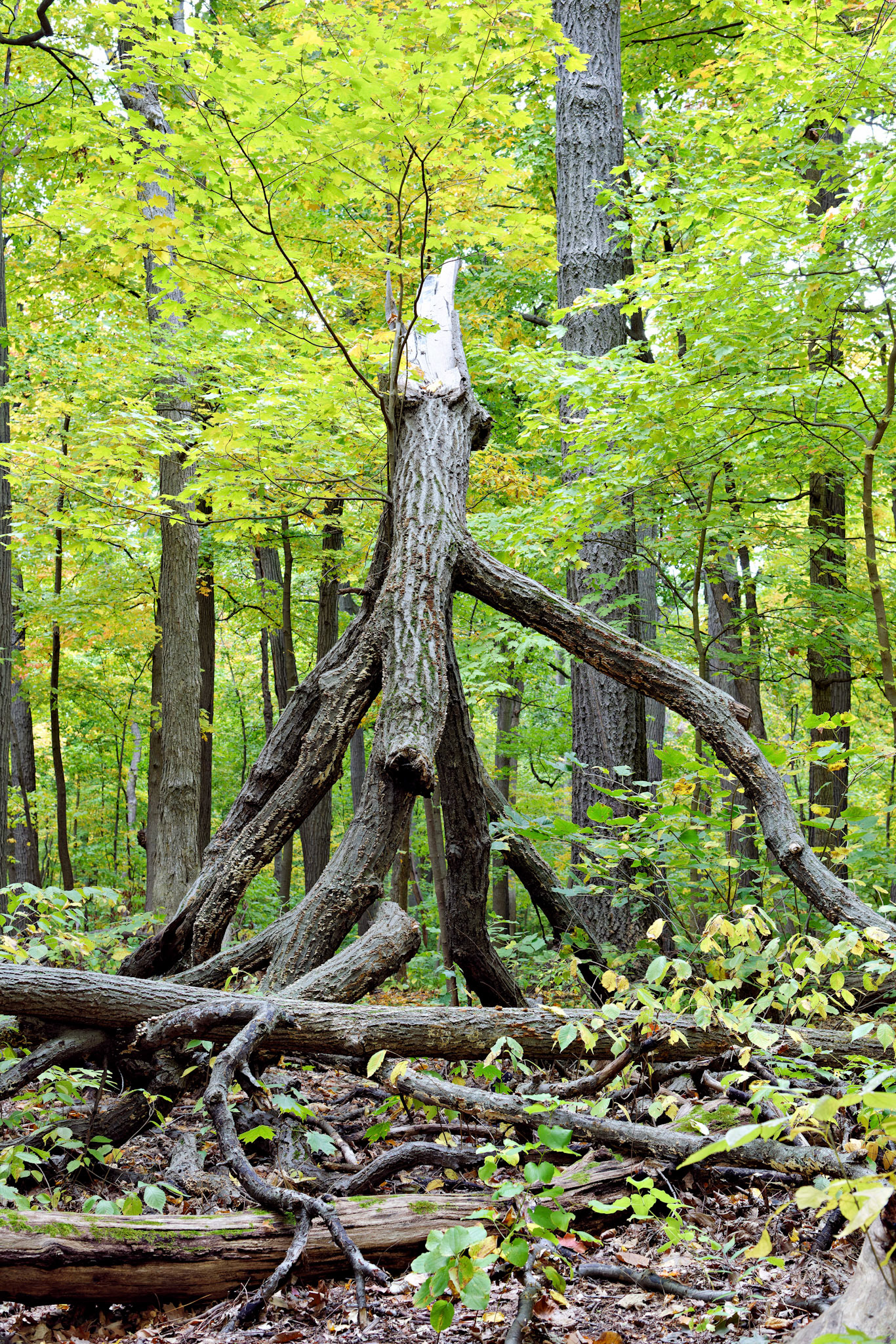IL_Morton Arboretum_20121005_0530_PS.tif