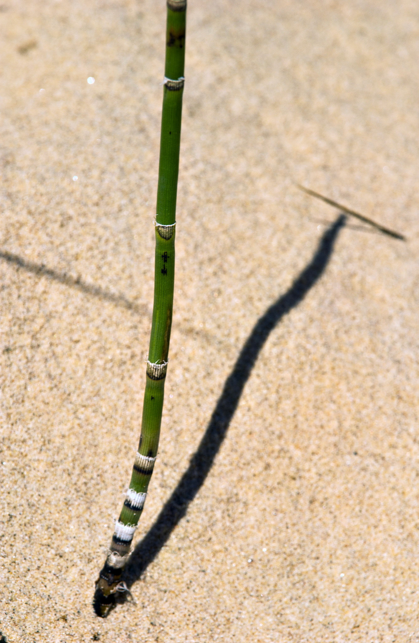 MI_New BuffaloArea_20020731_0008_PS.tif