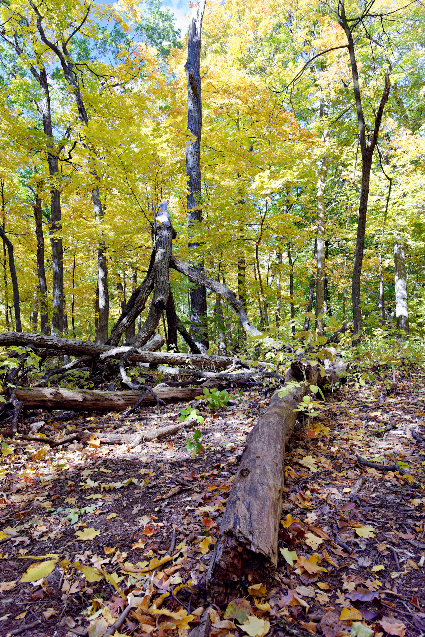 IL_Morton Arboretum_20121012_0572_PS.tif