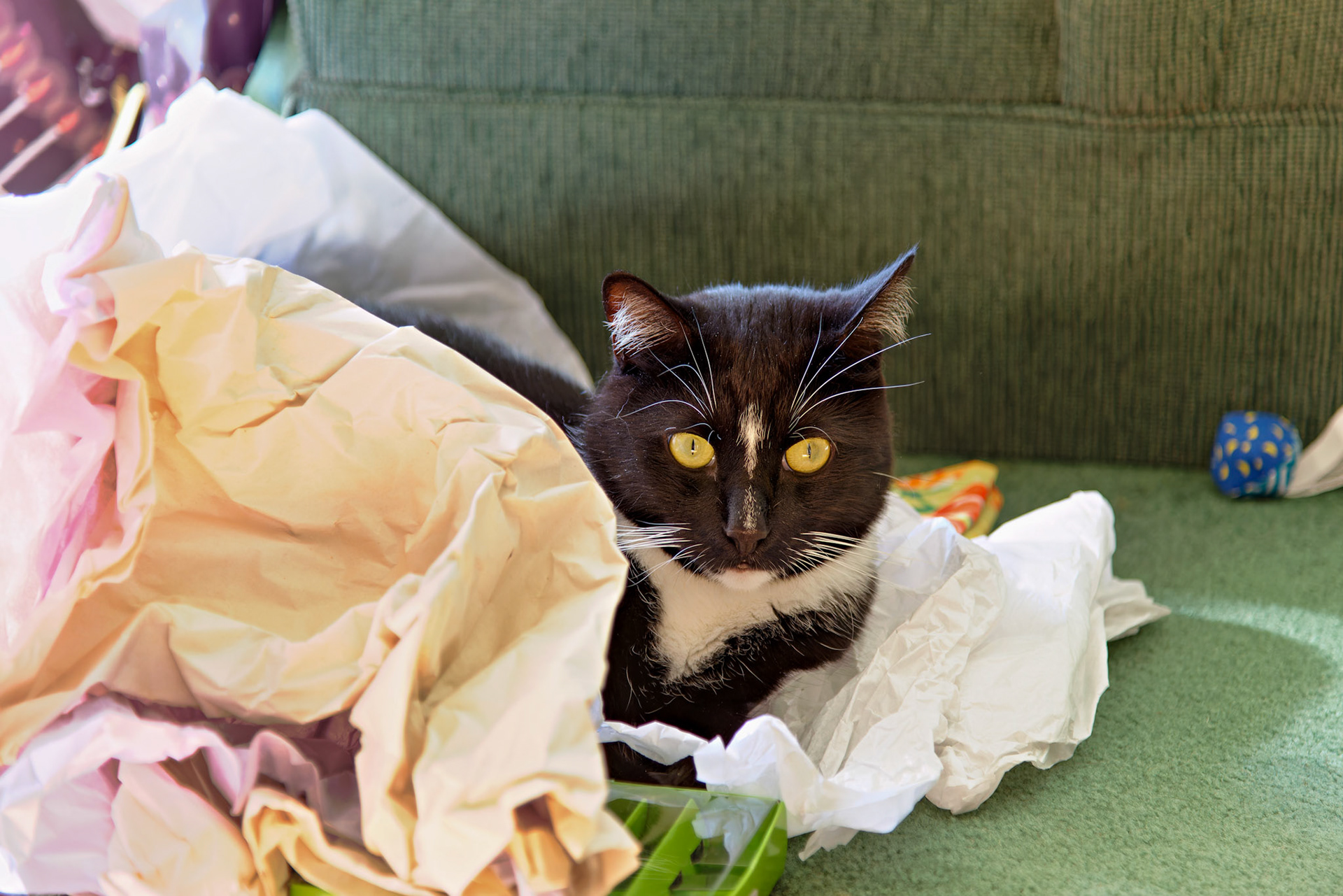 Wildlife_20120627_0265_PS.dng