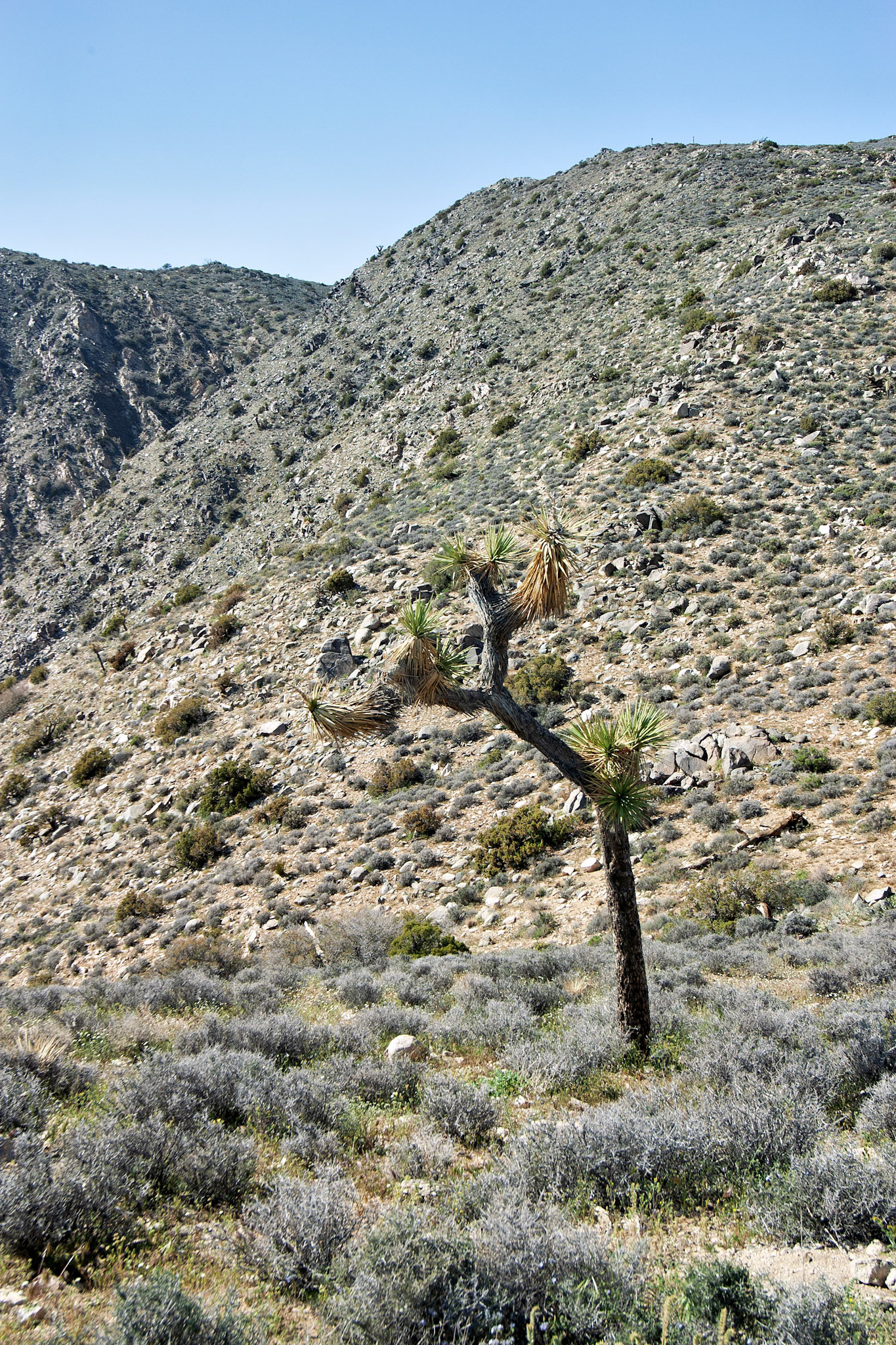 CA_JoshuaTree_20030514_0024_PS.dng