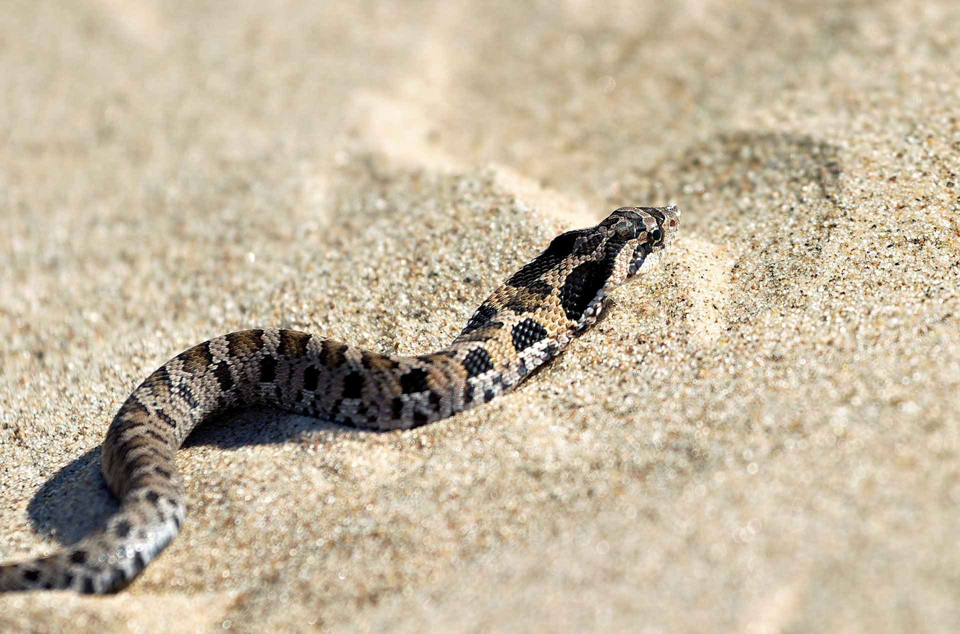 Wildlife_20030906_0094_PS.dng