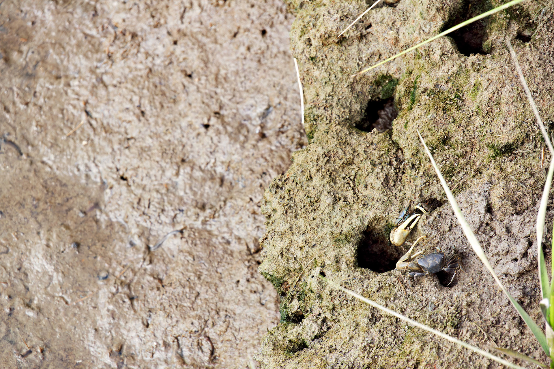 MA_CapeCod_20150717_0228_PS.dng