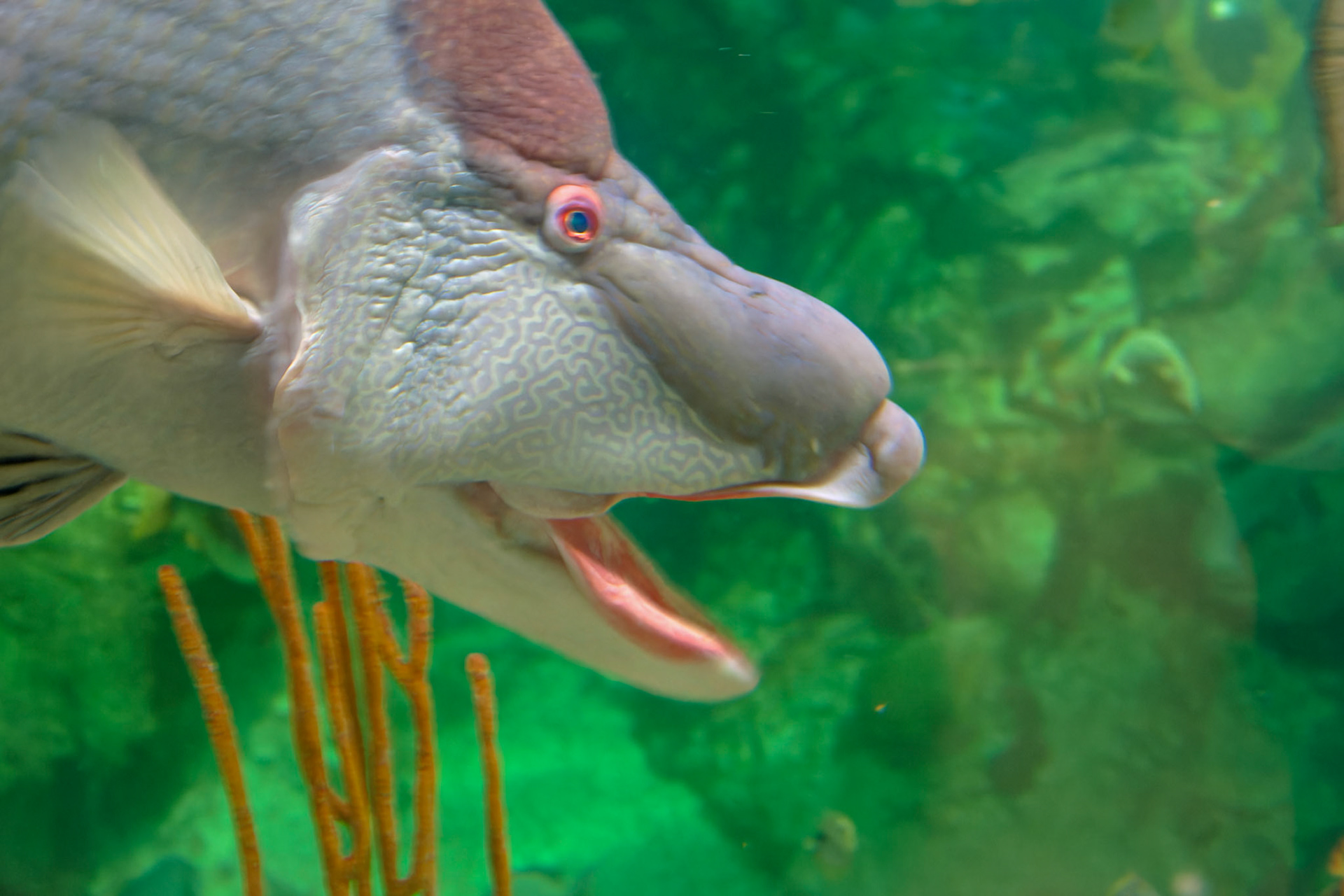 Wildlife_20160705_0699_PS.dng