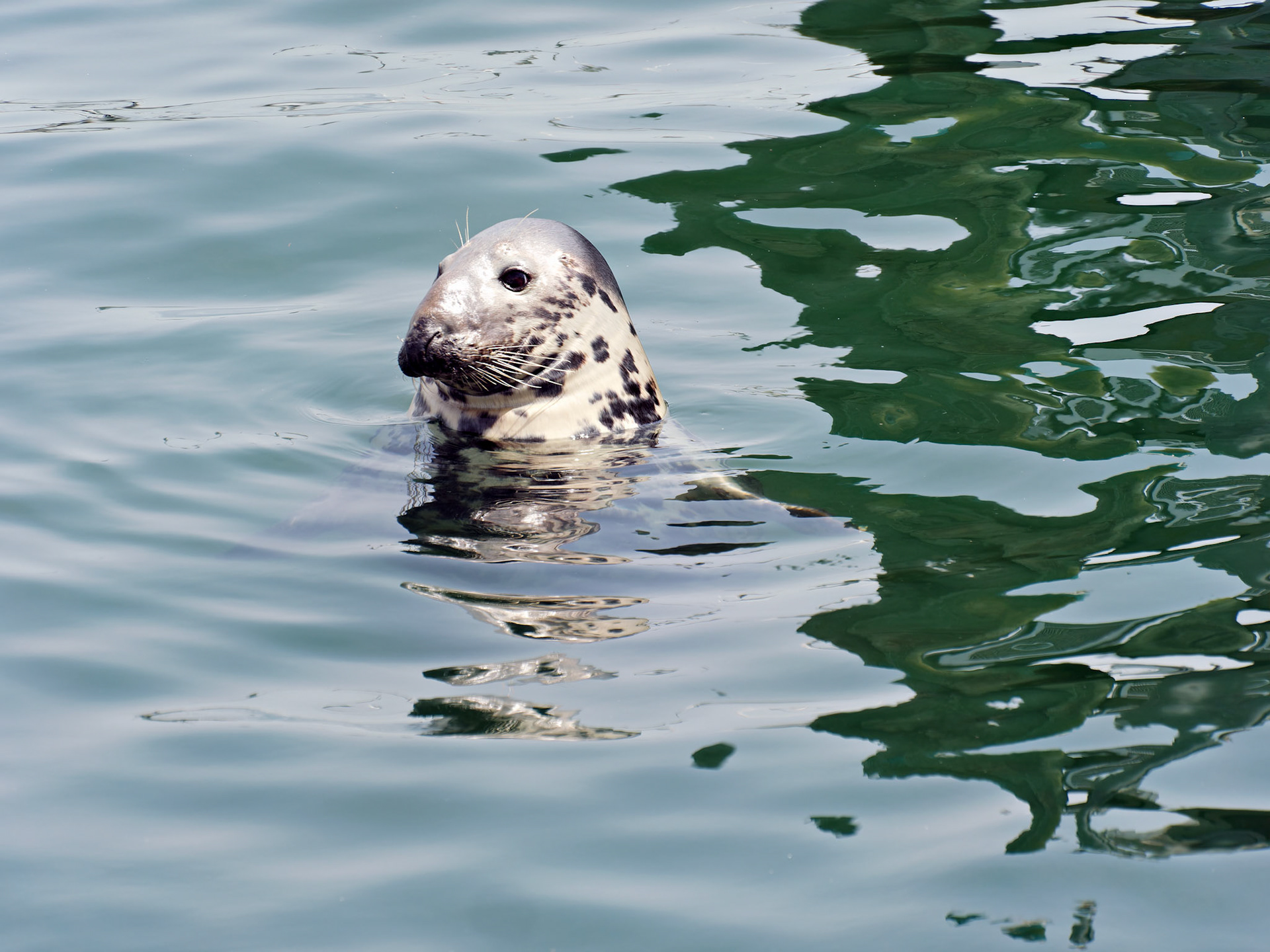 MA_CapeCodChattham_20180725_0068_PS.dng