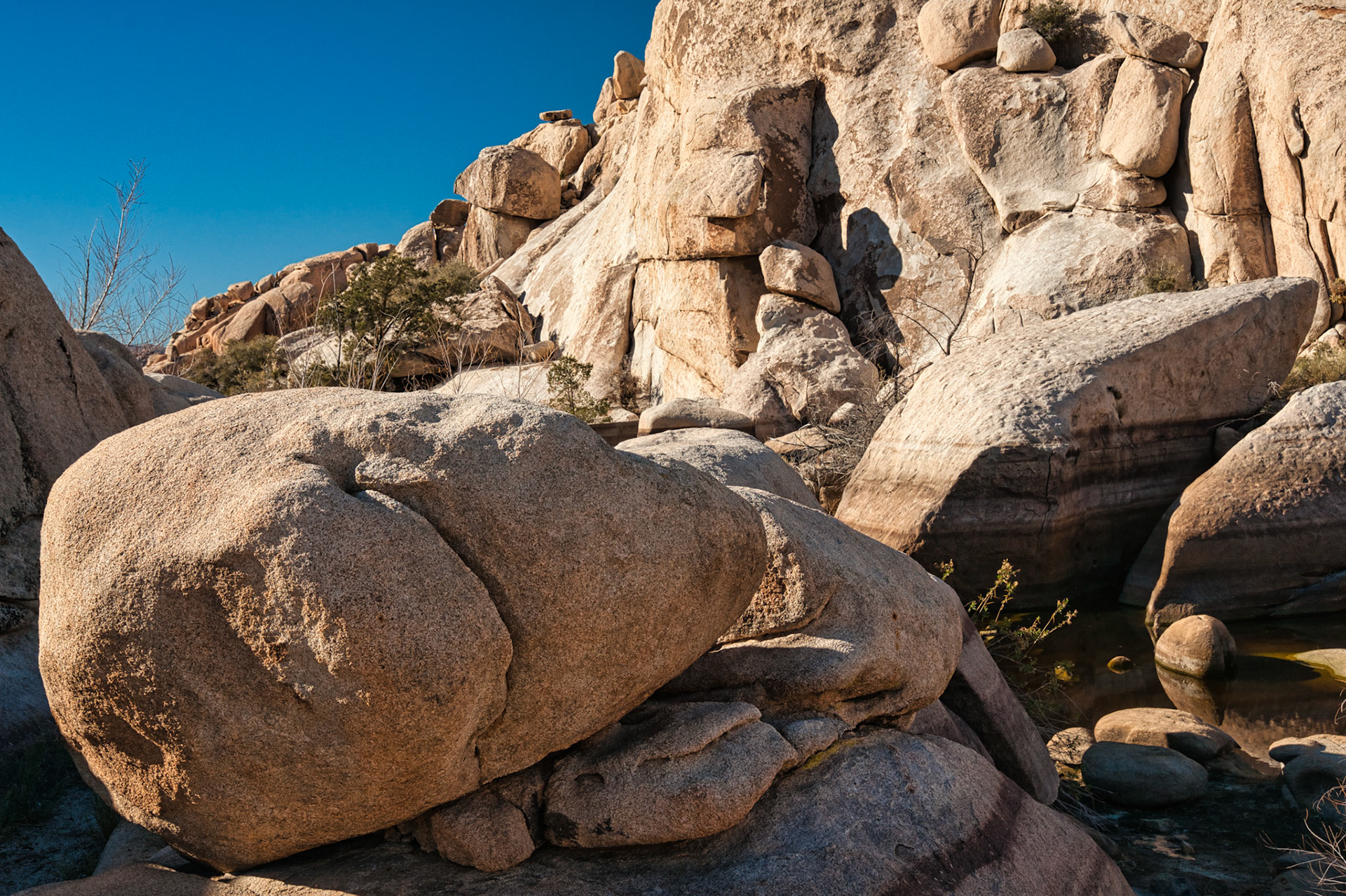 California Joshua Tree 00046