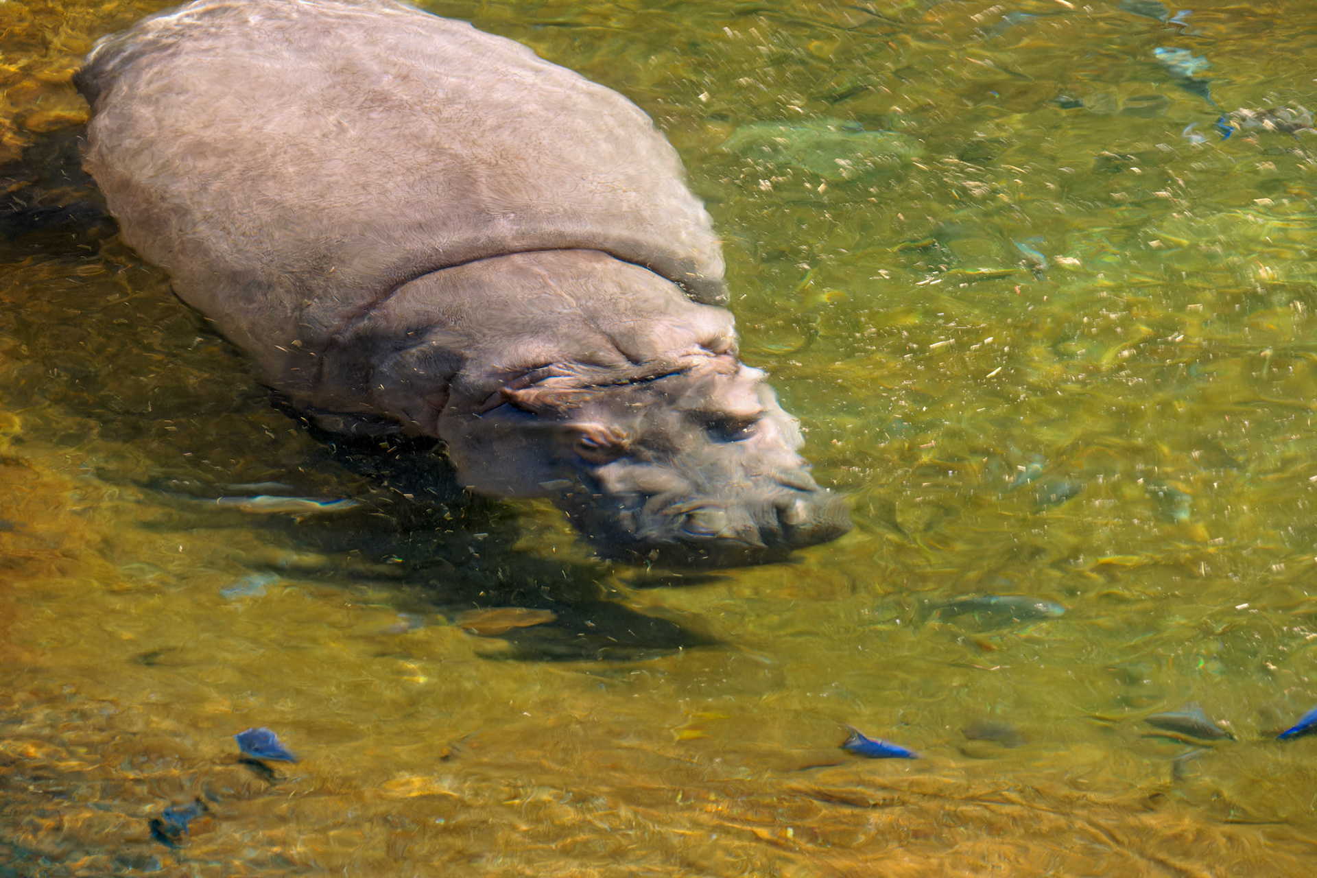 Wildlife_20140806_0567_PS.dng