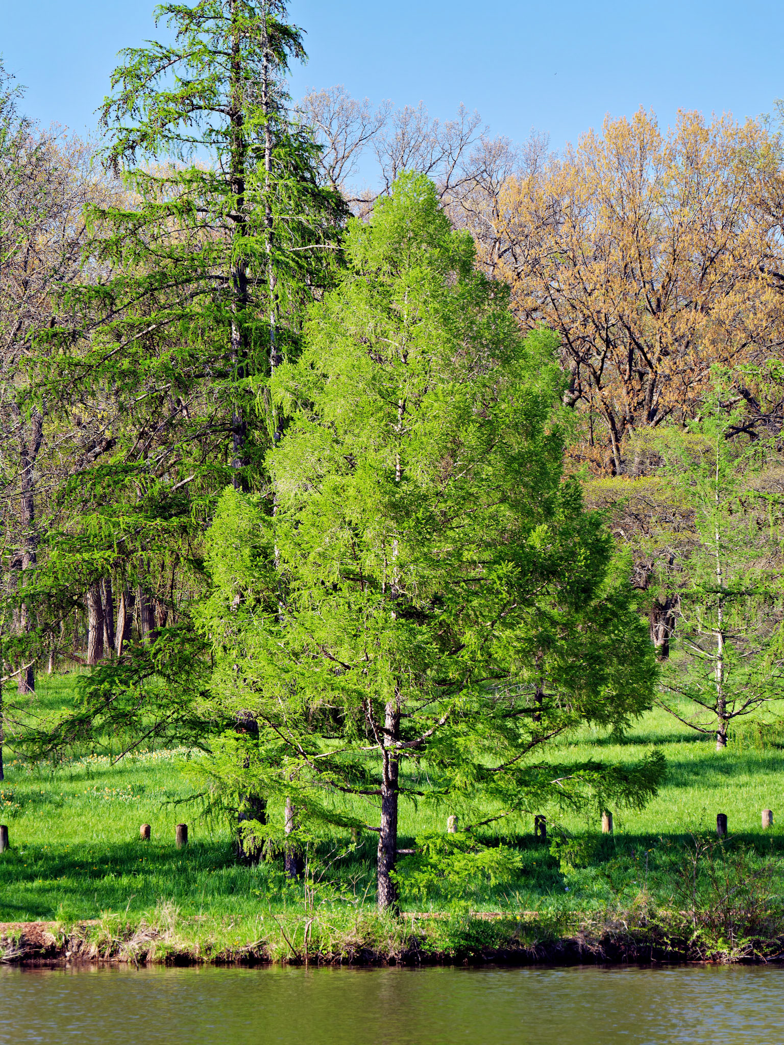 IL_Morton Arboretum_20180507_0835_PS.tif