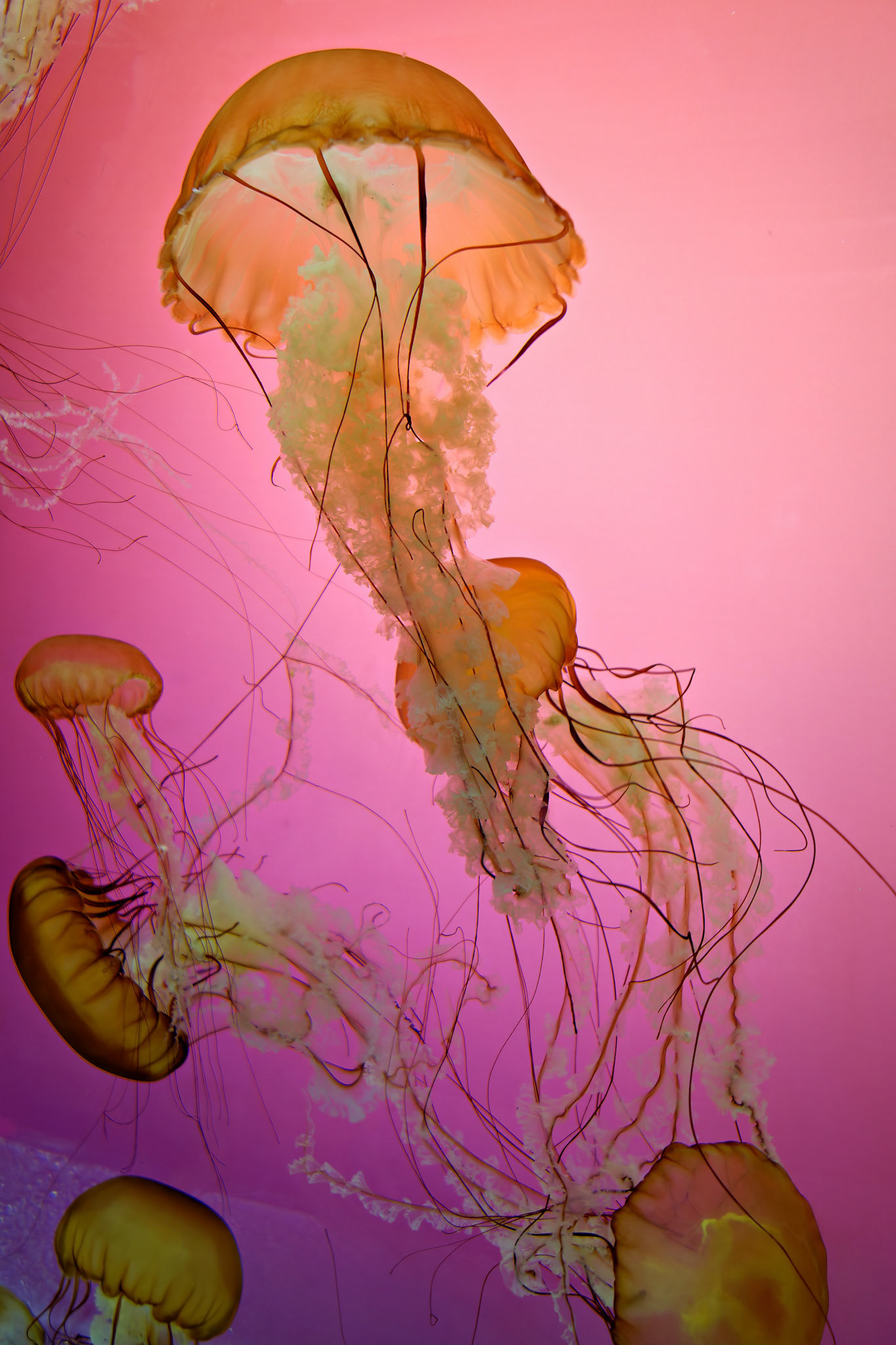 Wildlife_20120725_0336_PS.dng