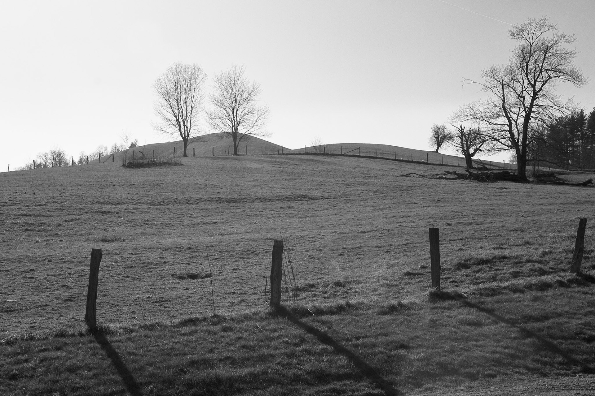 Black &amp; White 00059