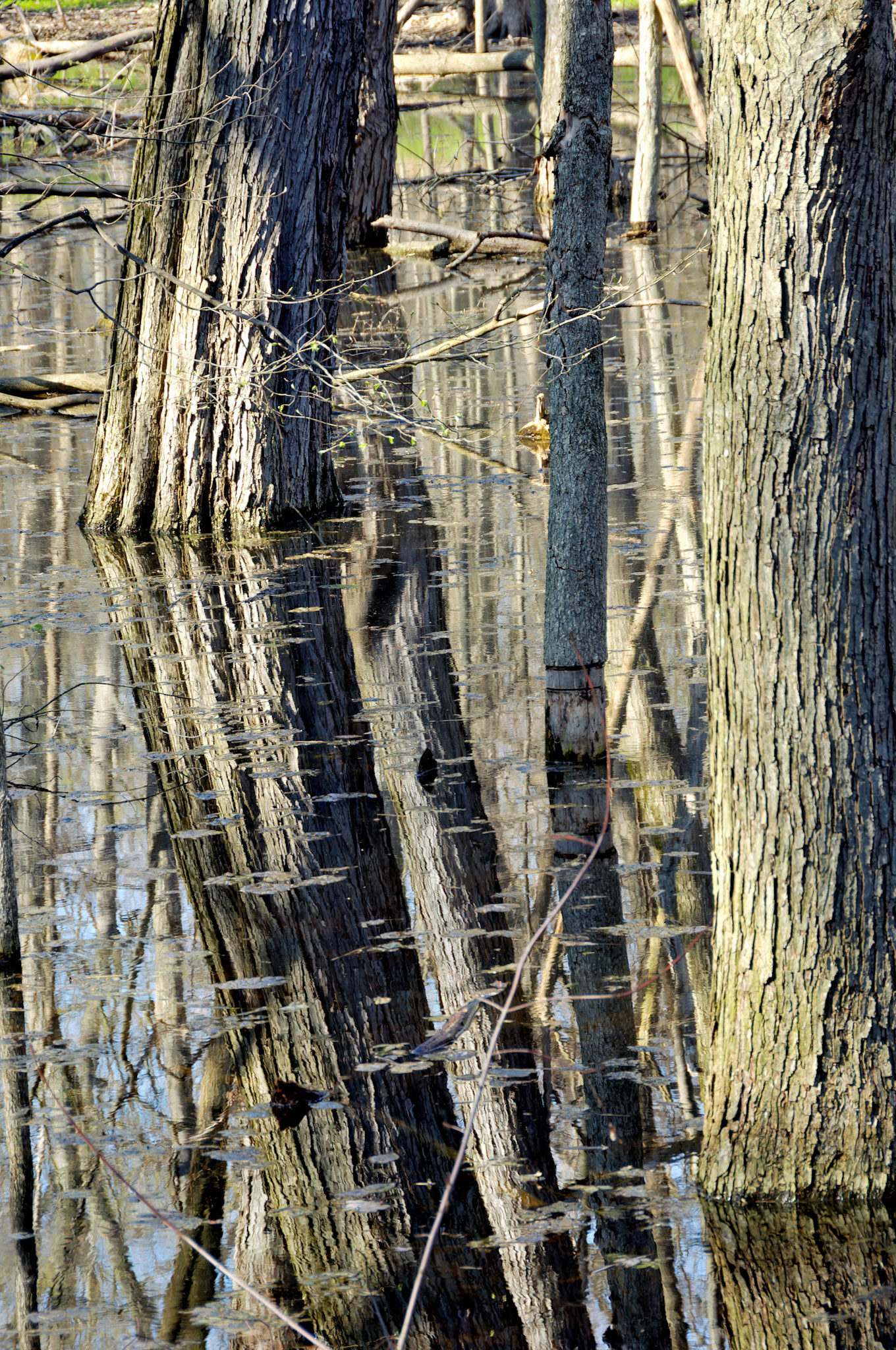 IL_Morton Arboretum_20070421_0251_PS.tif