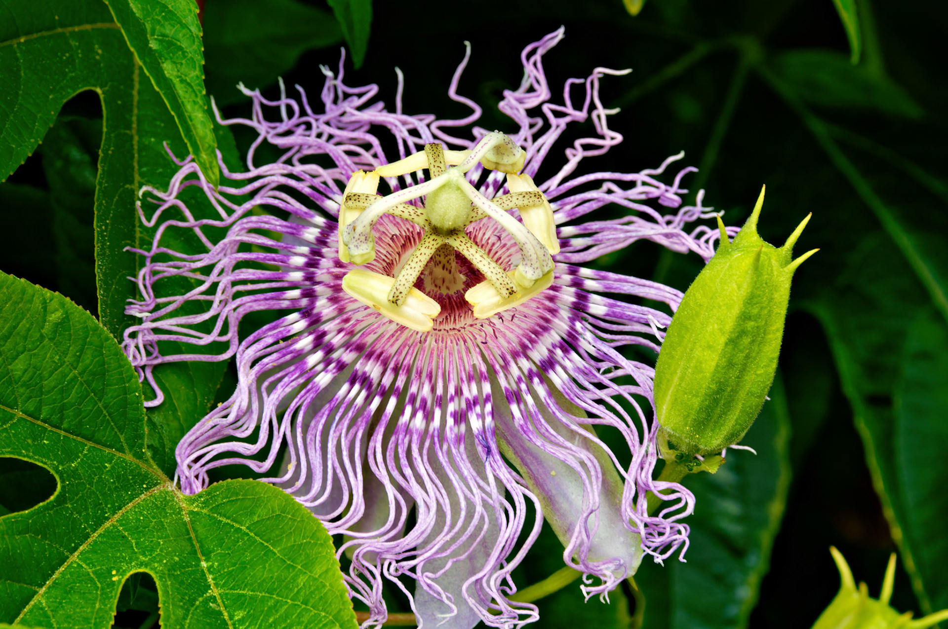 PA_GroundsForSculpture_20080814_0109_PS.dng