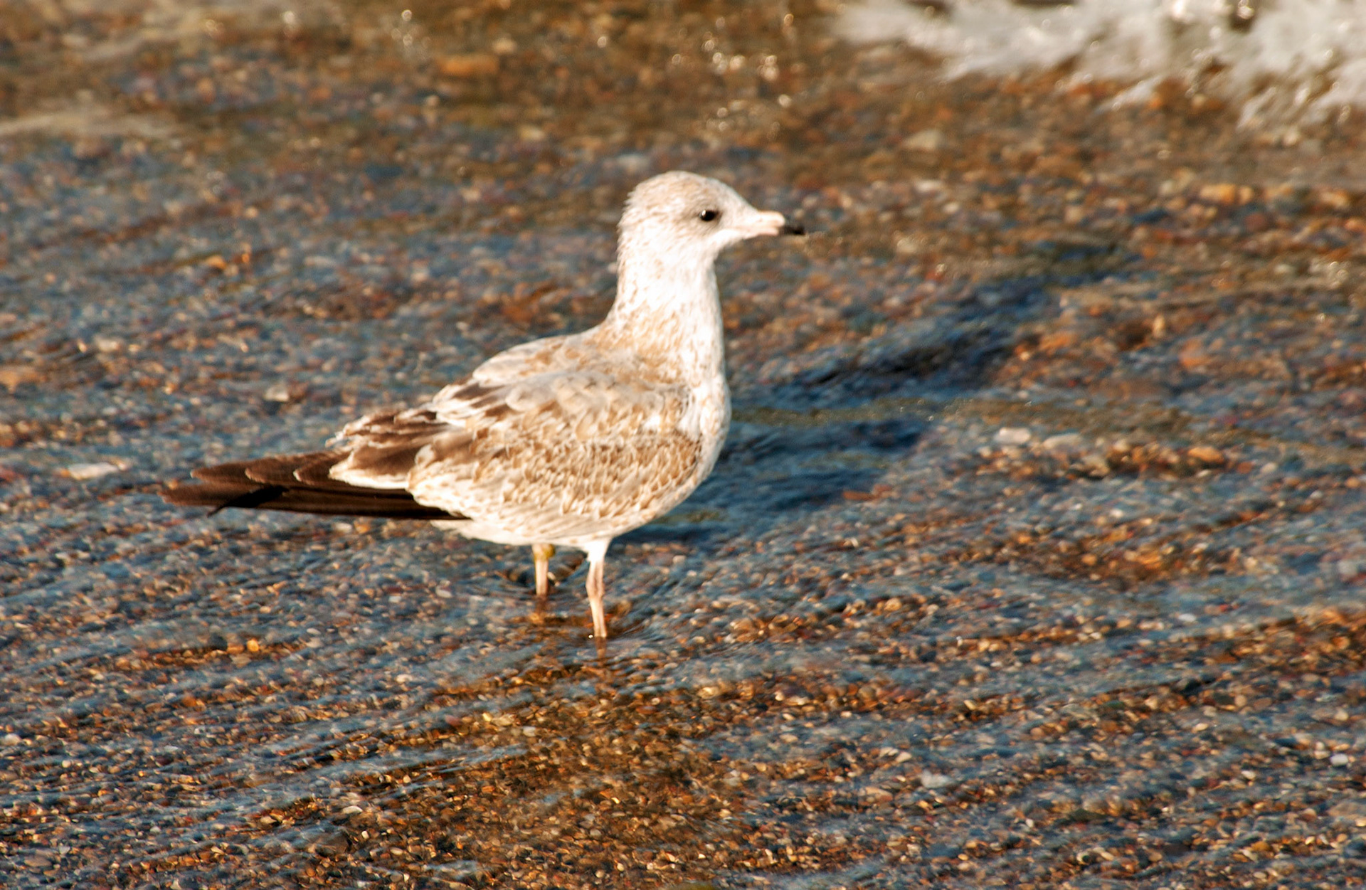 Wildlife_20020818_0026_PS.dng