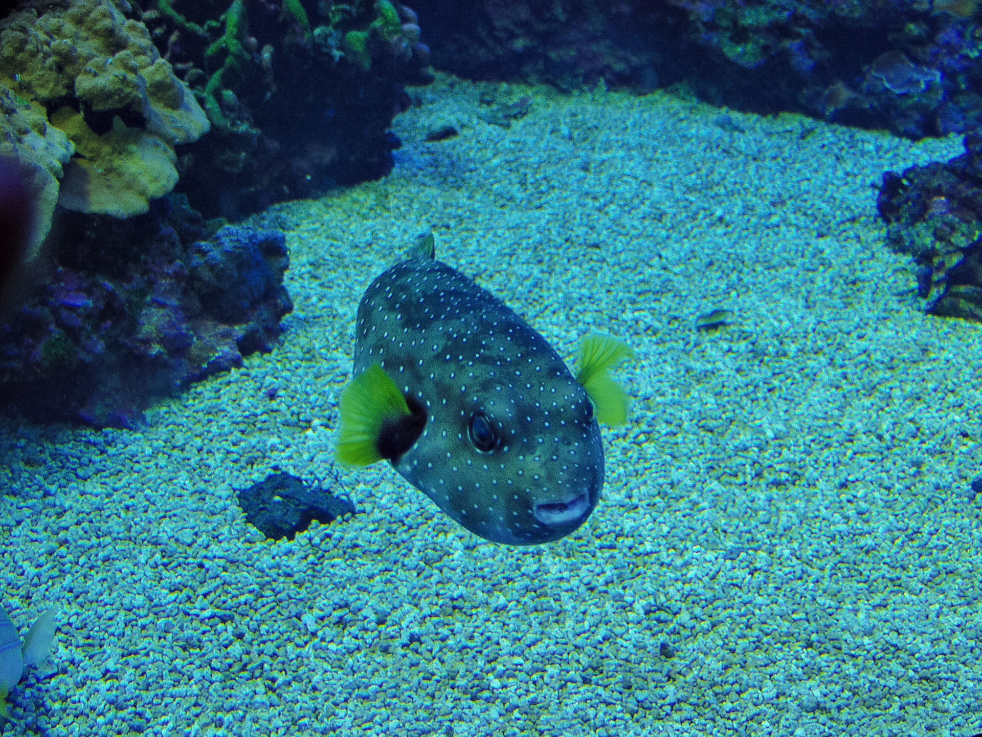 OLYMPUS DIGITAL CAMERA