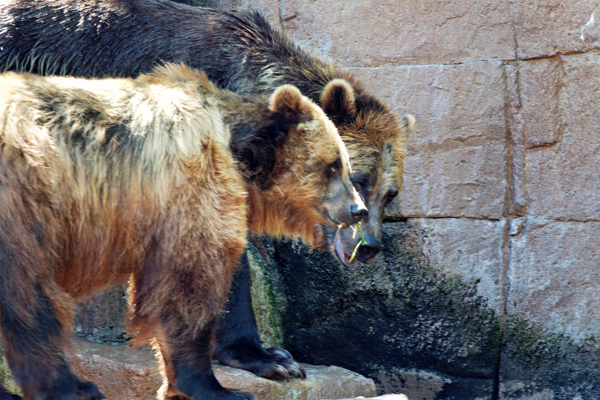 IN_Indianapolis Zoo_20170608_0232_PS.dng
