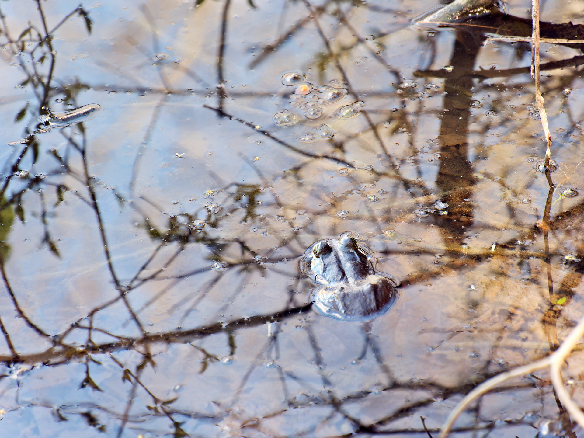 IL_Morton Arboretum_20180507_0832_PS.tif