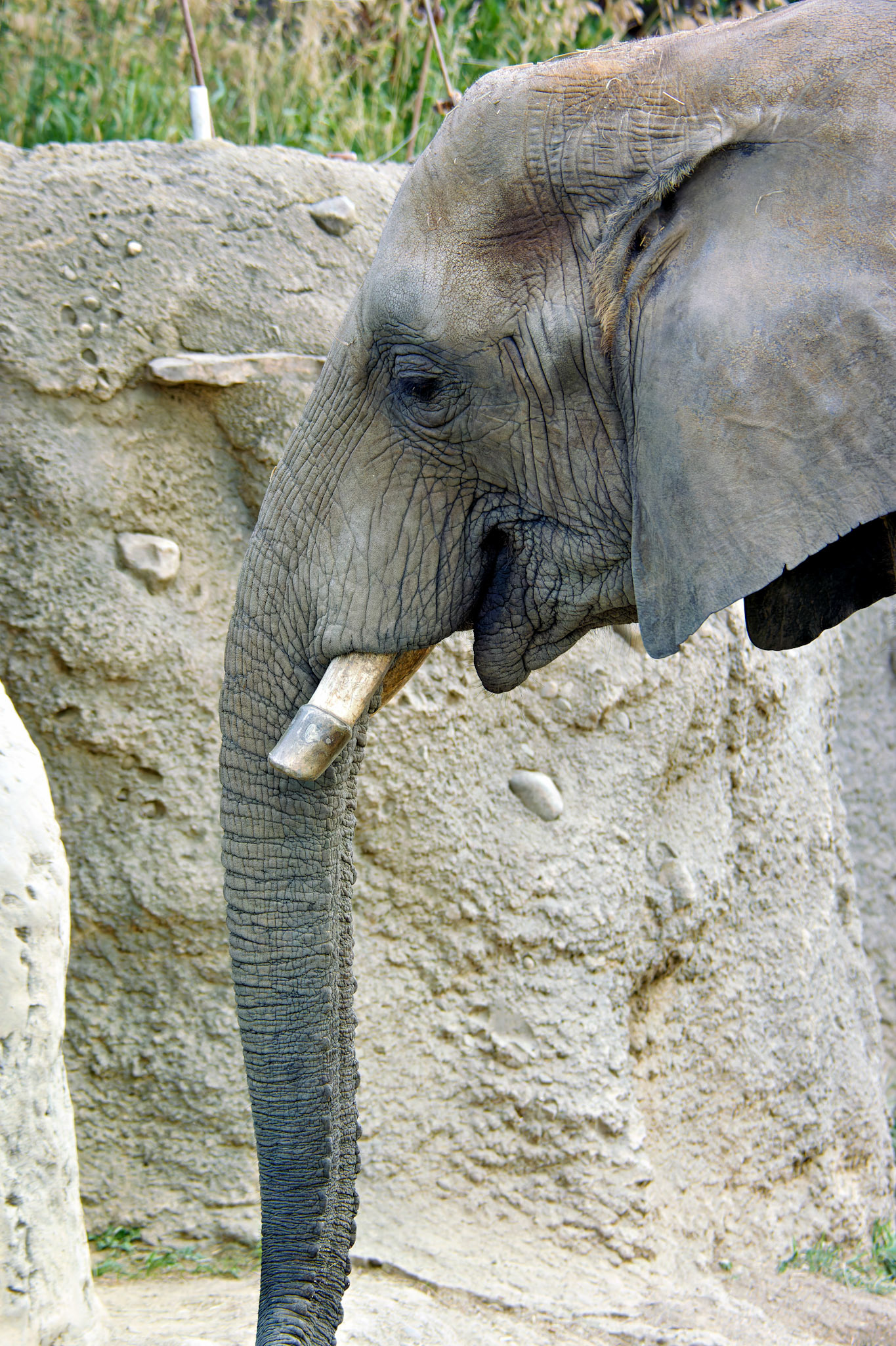 Wildlife_20140718_0532_PS.dng