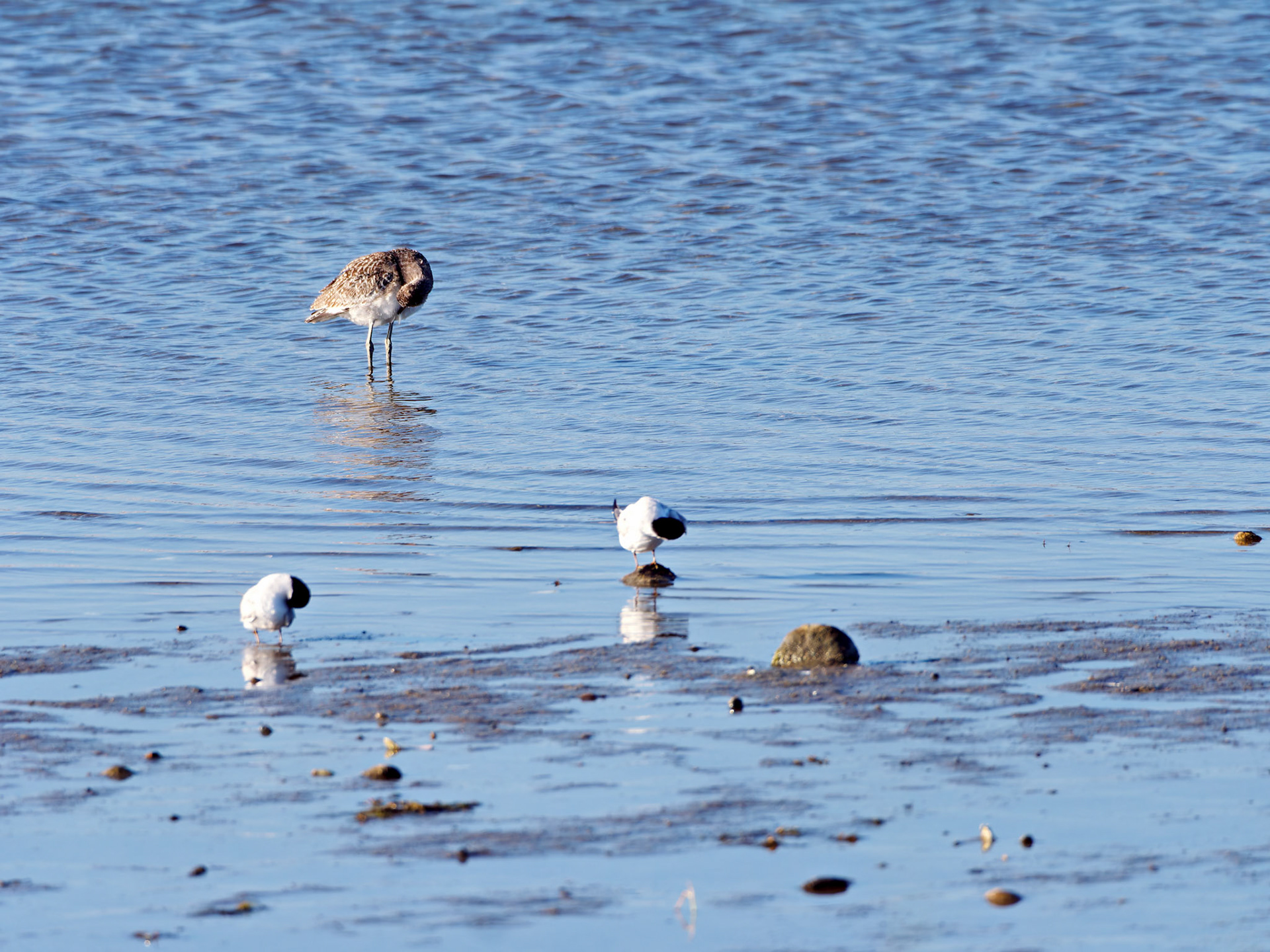 MA_CapeCod_20180724_0457_PS.dng