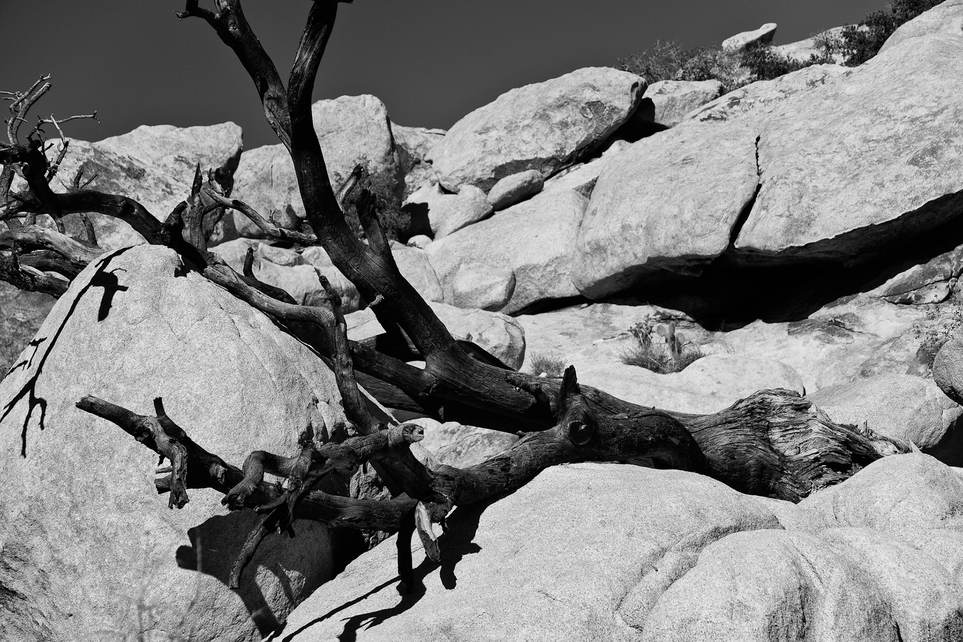 Black &amp; White Photos