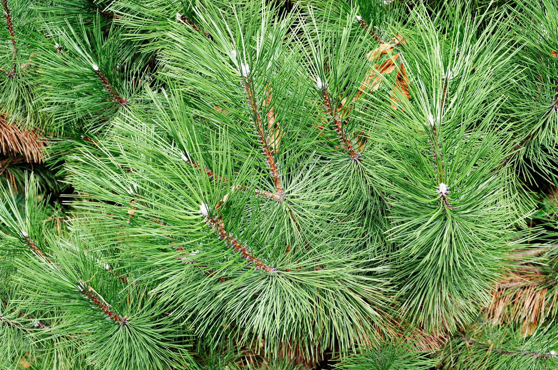 IL_Morton Arboretum_20081019_0332_PS.tif
