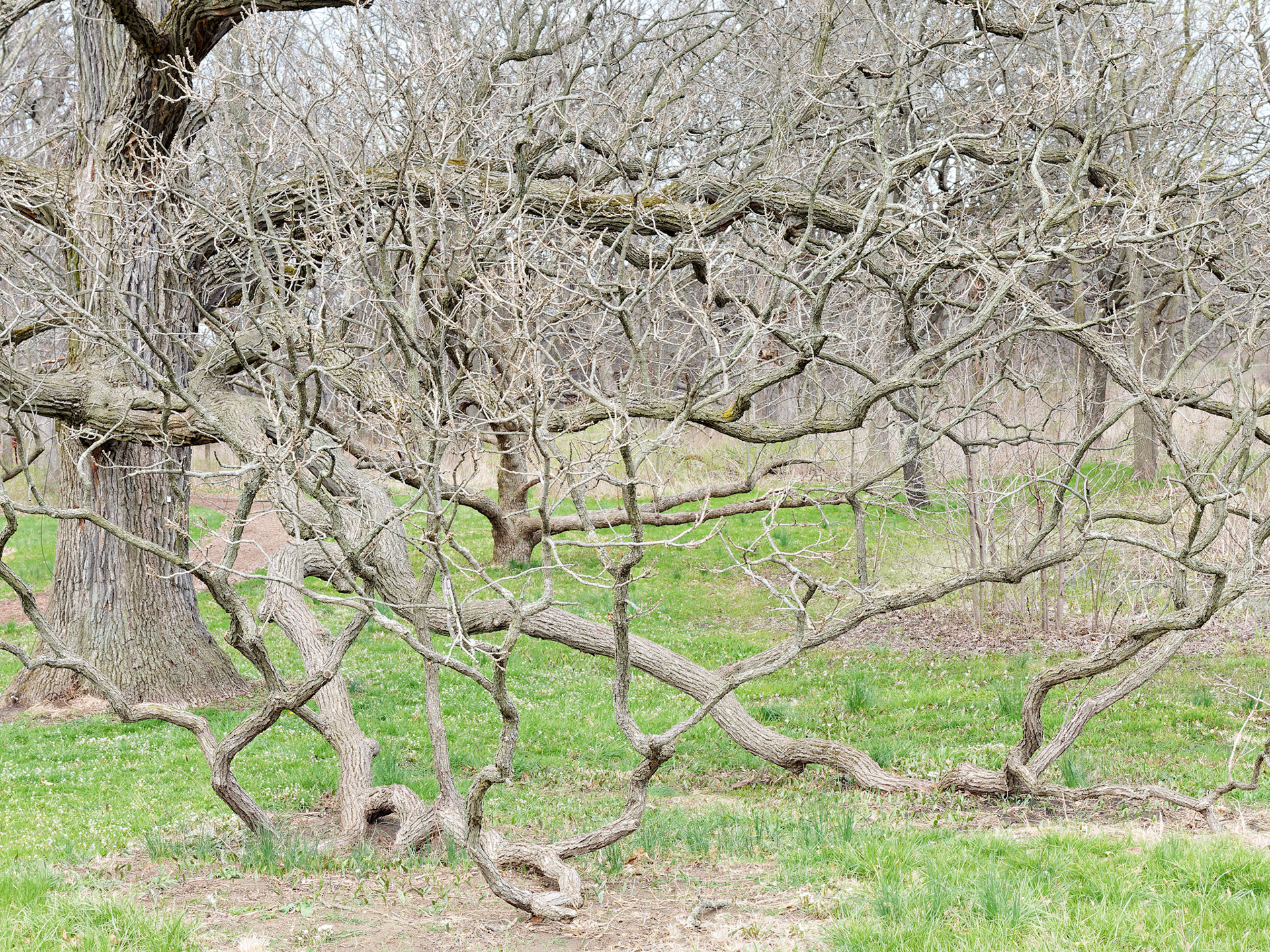IL_Morton Arboretum_20160416_0728_PS.tif