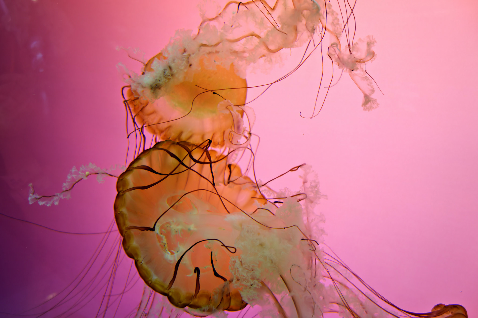 Wildlife_20120725_0330_PS.dng